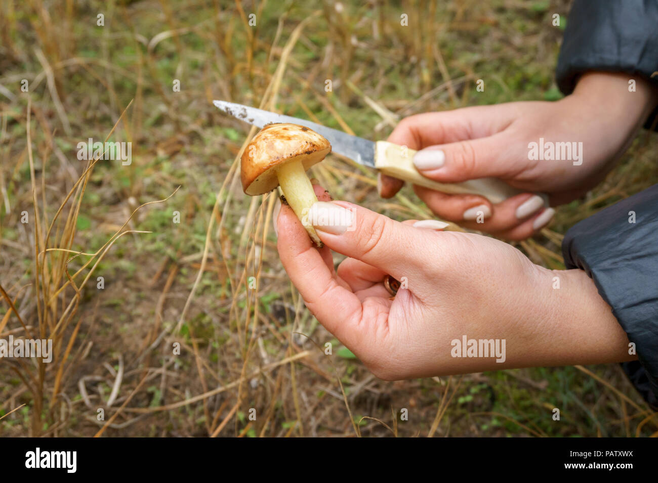 Ножка у гриба козленка при отваривании