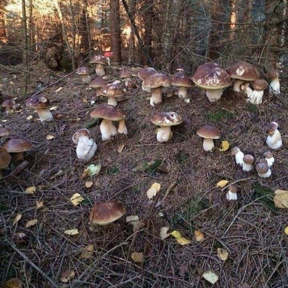 грибы в швейцарии