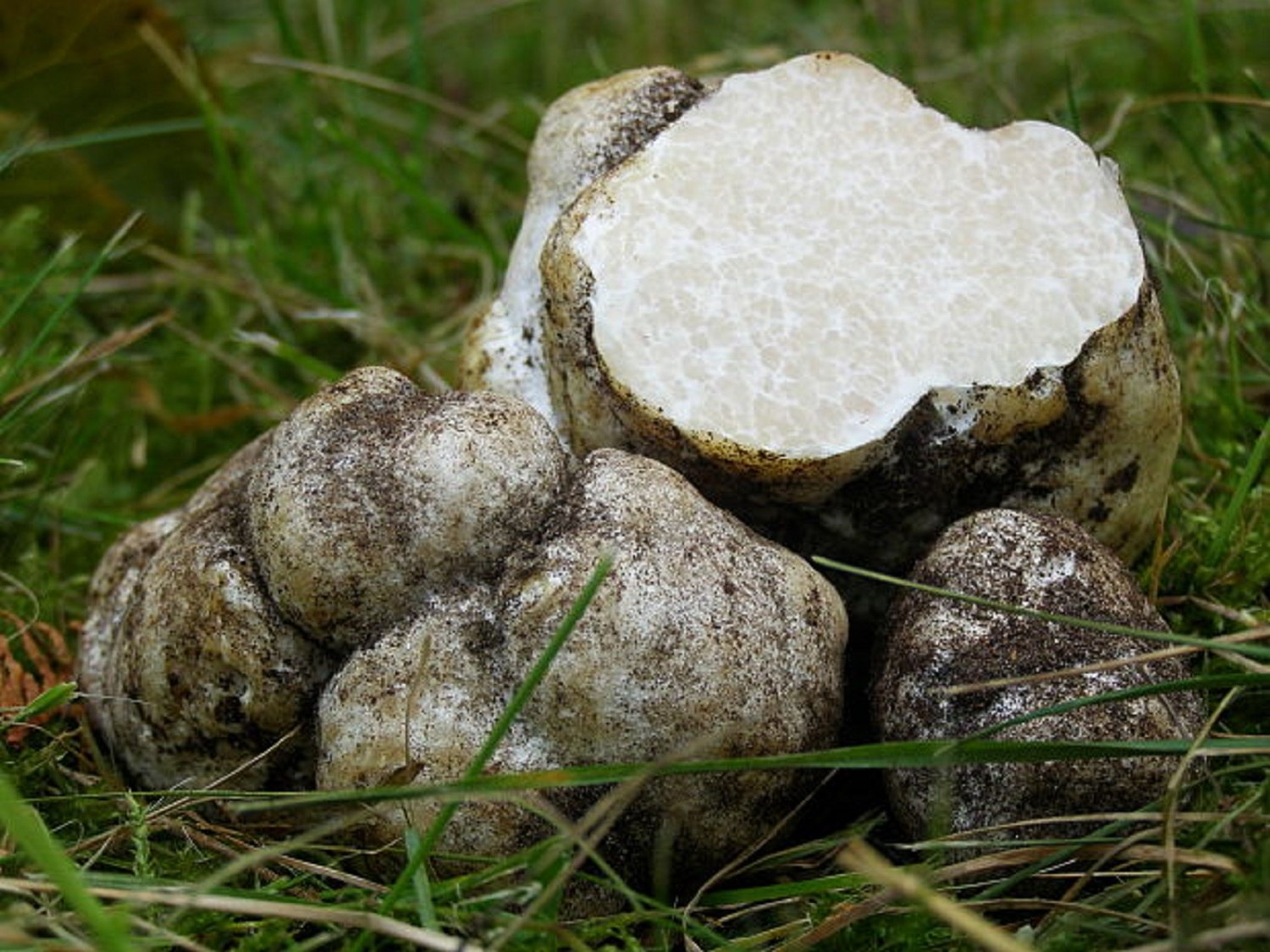 Трюфели и белые грибы
