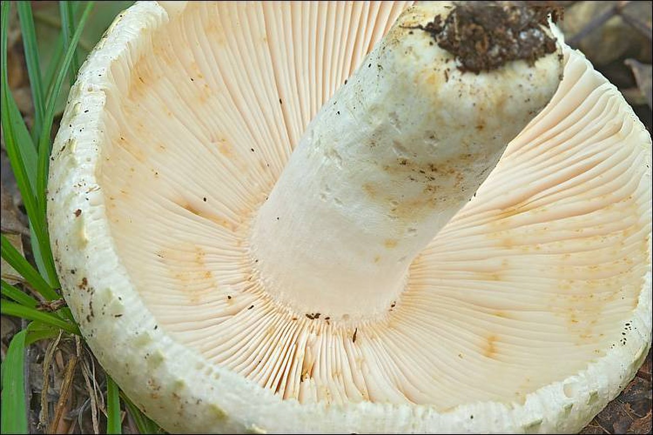Сыроежка Чешуйчатая (Russula virescens). Pseudoharpax virescens. Нижняя сторона шляпки гриба