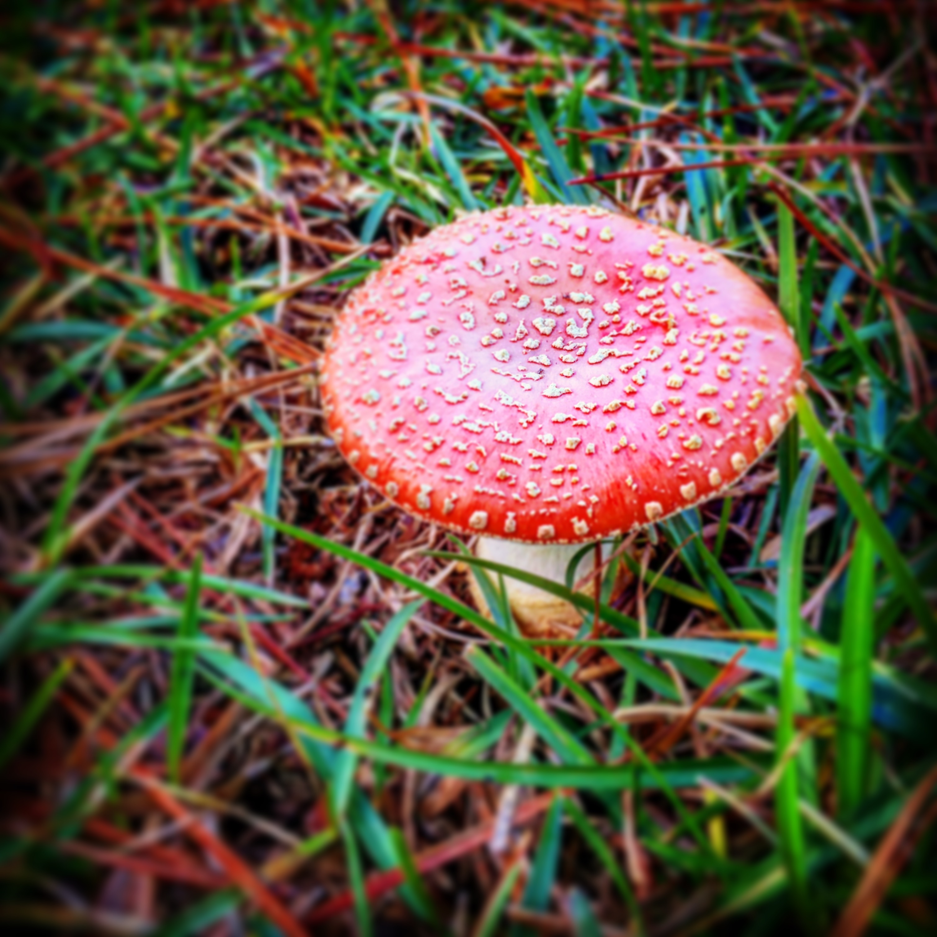 Красные грибы съедобные