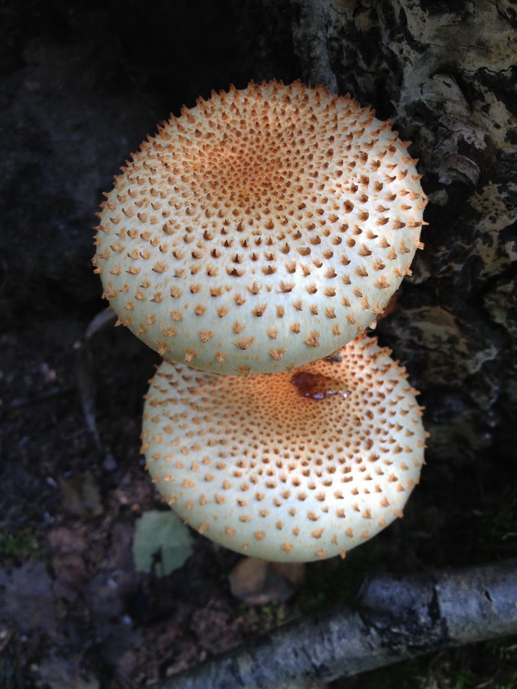 Редкие грибы