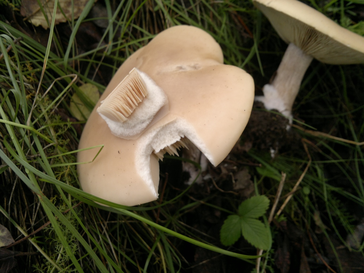 Крымская синеножка гриб
