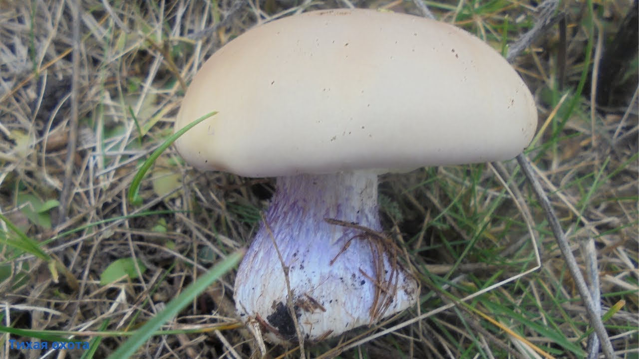 грибы синеножка фотографии