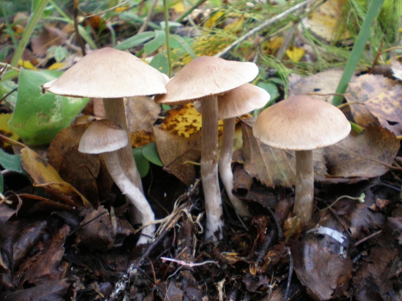 Под болотники грибы