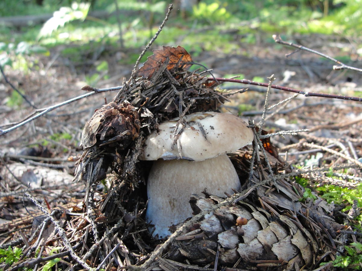 Белый гриб воронкой