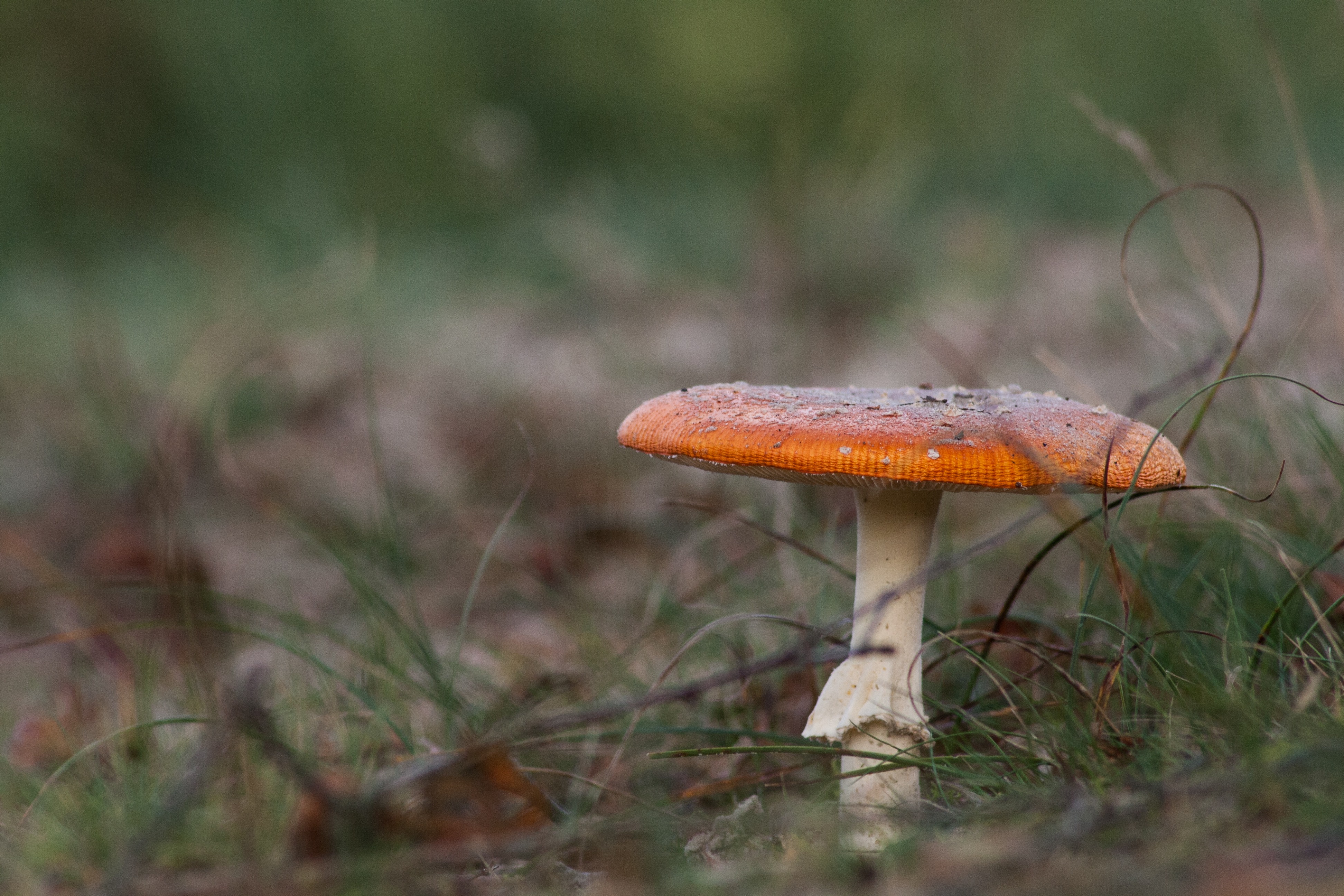 Single Mushroom in nature