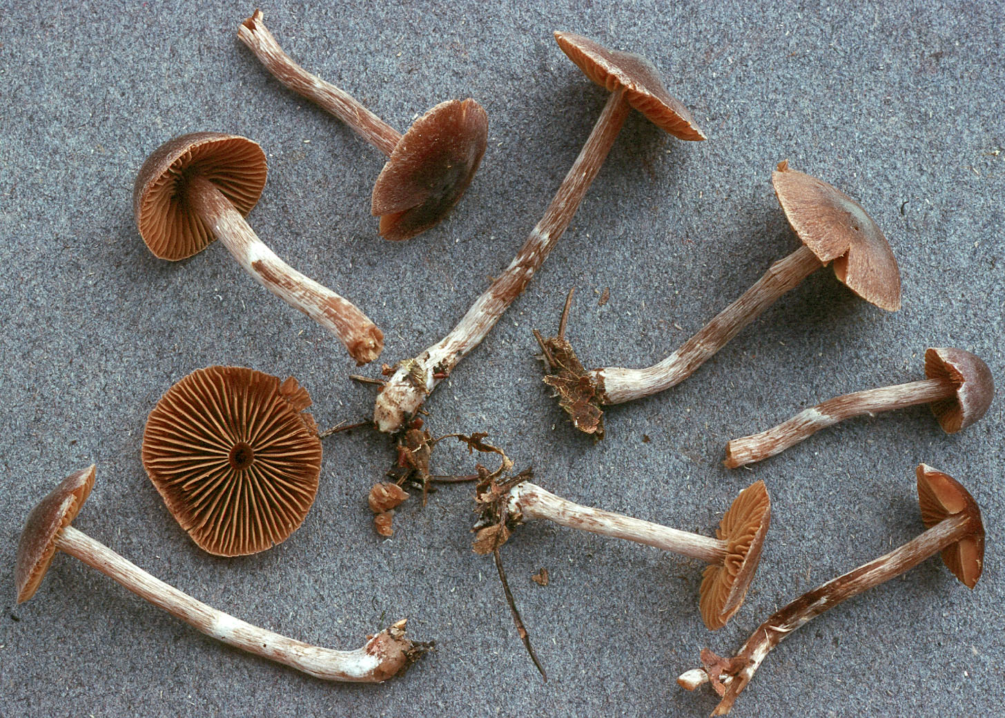 Подспичечники грибы
