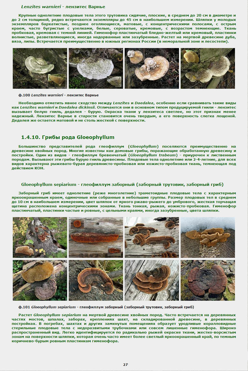 Определитель трутовых грибов
