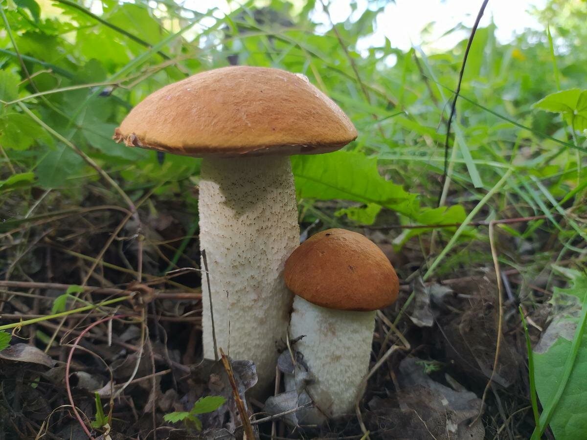 Съедобные грибы Рязанской области