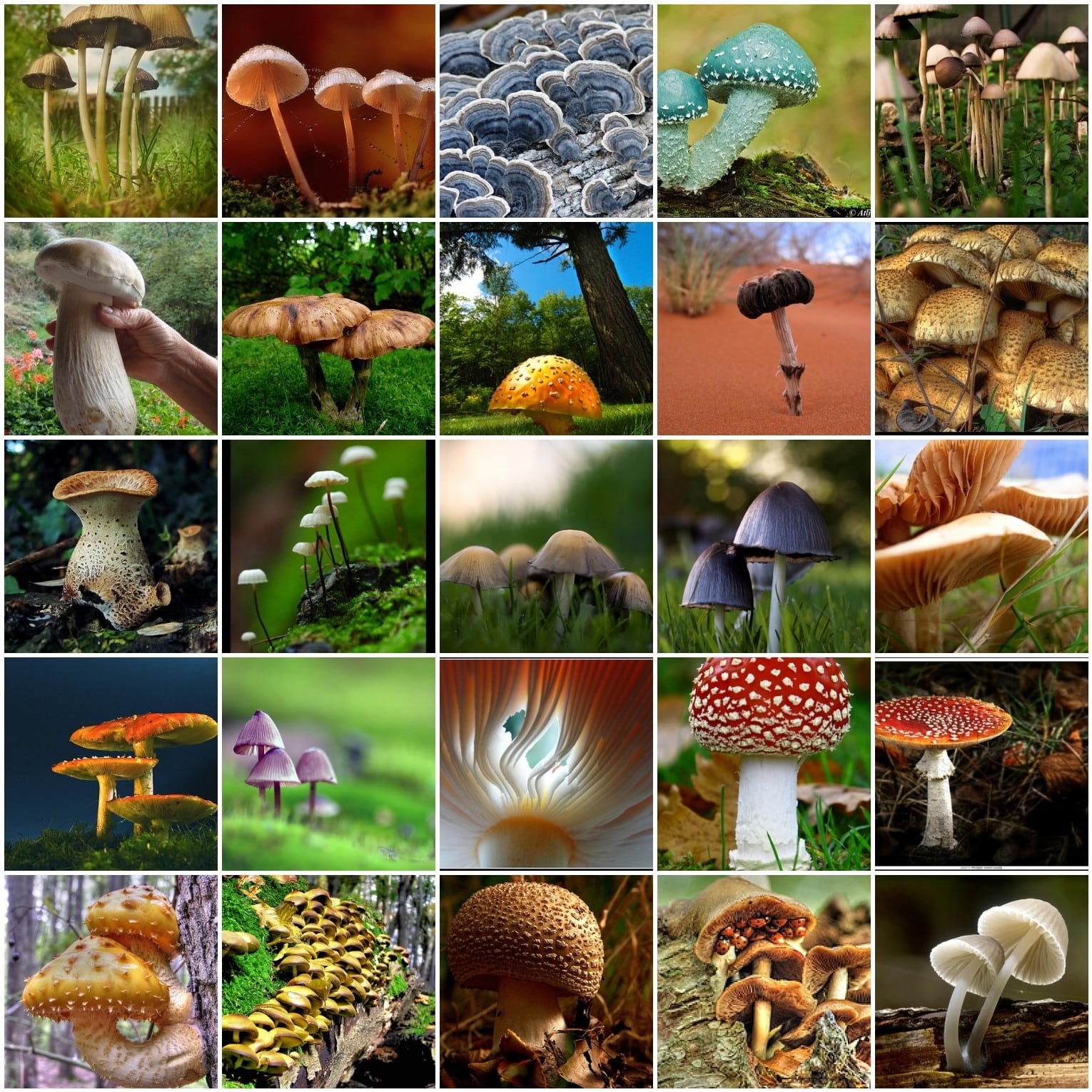 Коллаж из растений животных и грибов