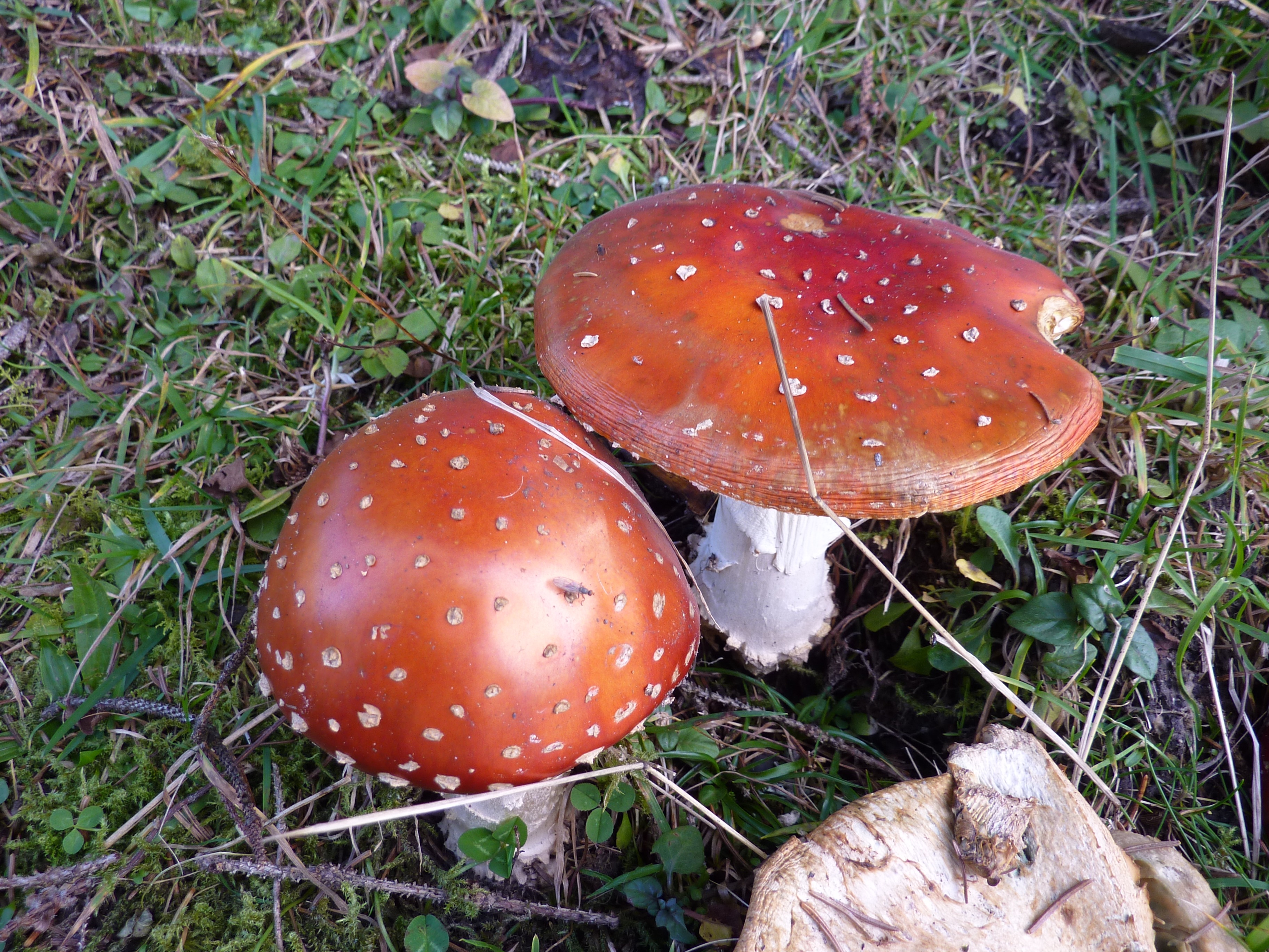Ядовитые грибы в природе