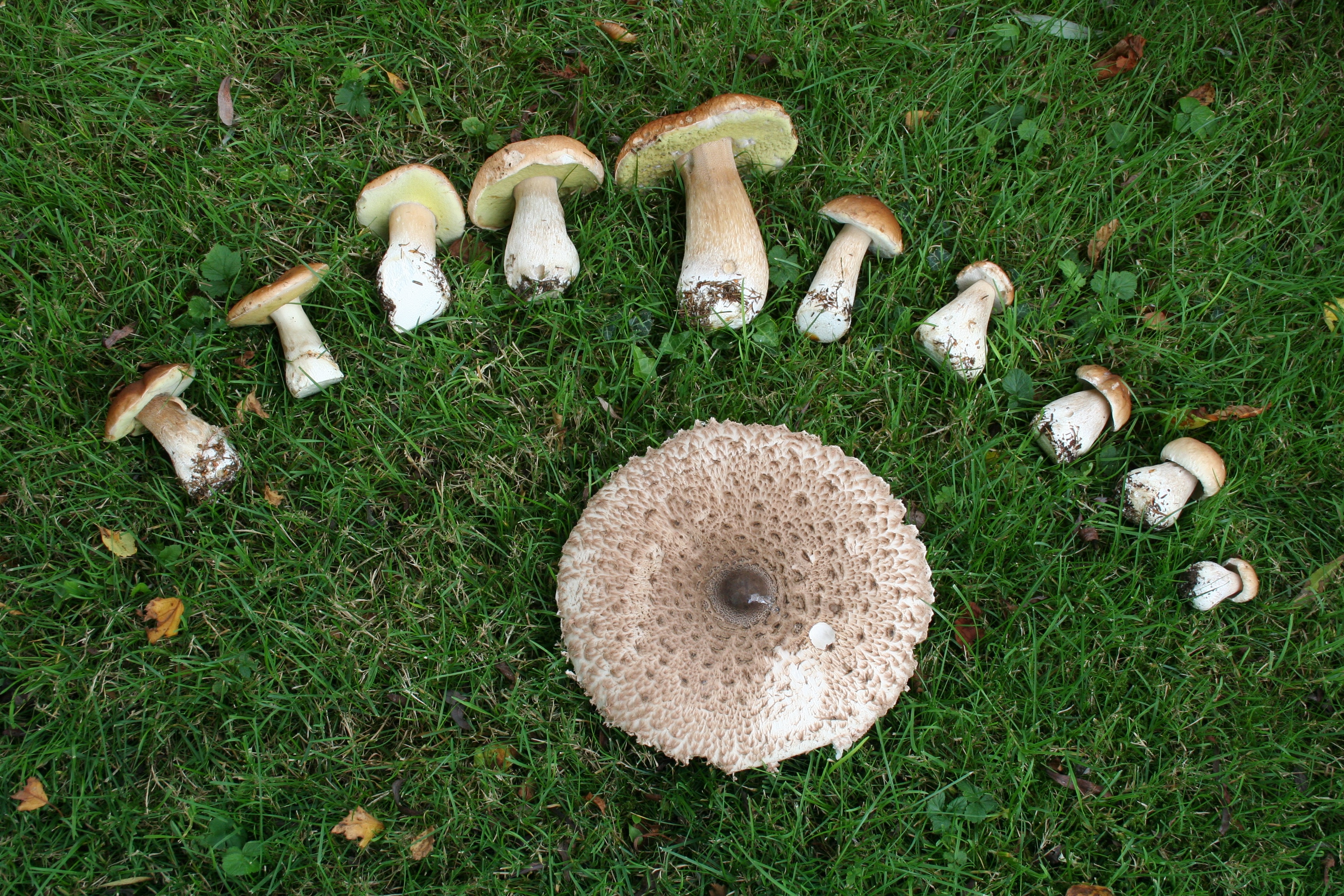 Съедобные грибы употребляют в пищу.