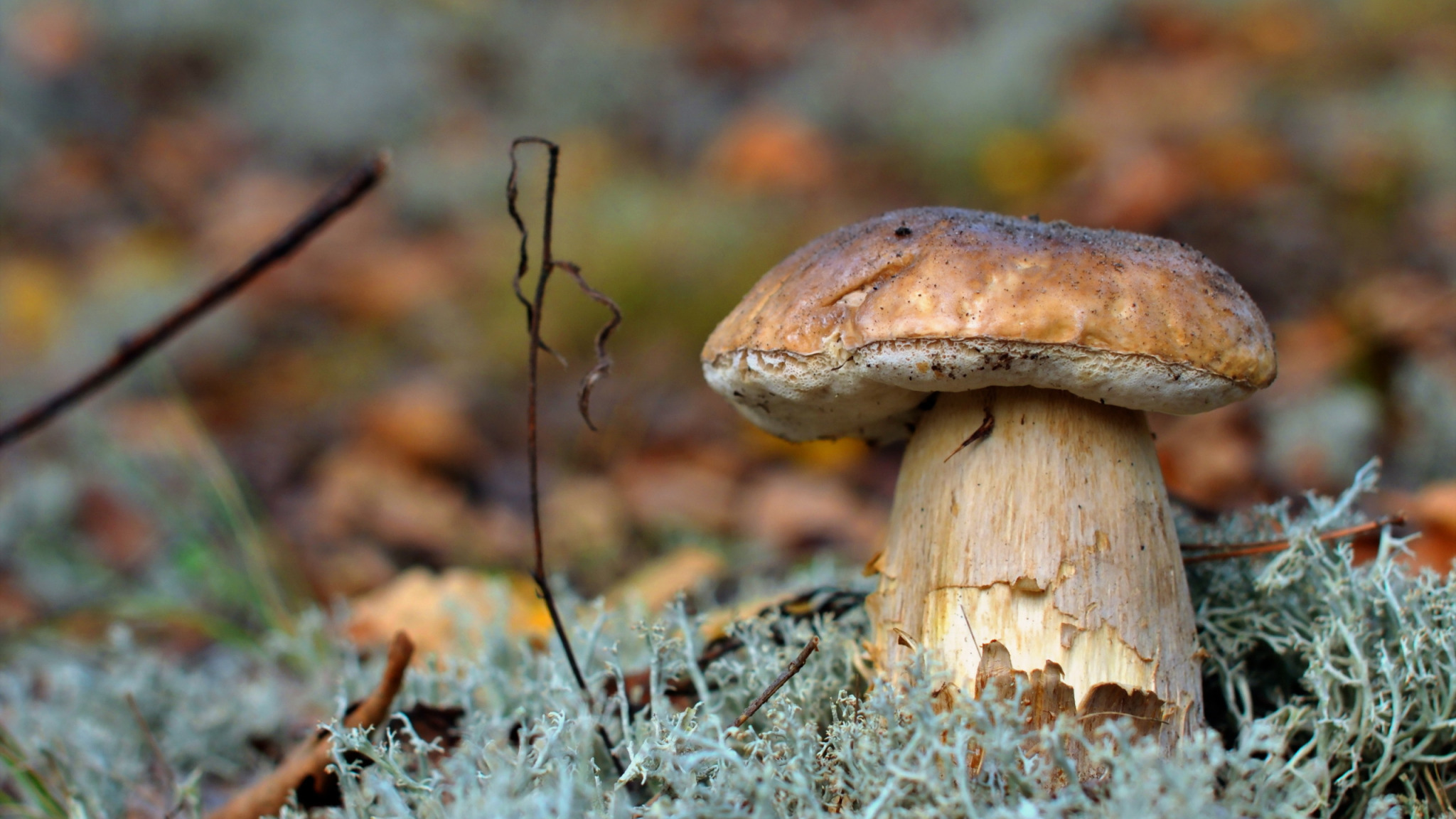 Грибы в лесу. Белый гриб. Белый гриб в Казахстане. Съедобные Лесные грибы Казахстана. Белый гриб в природе