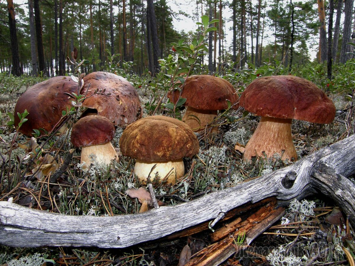 Фото белых грибов в лесу много