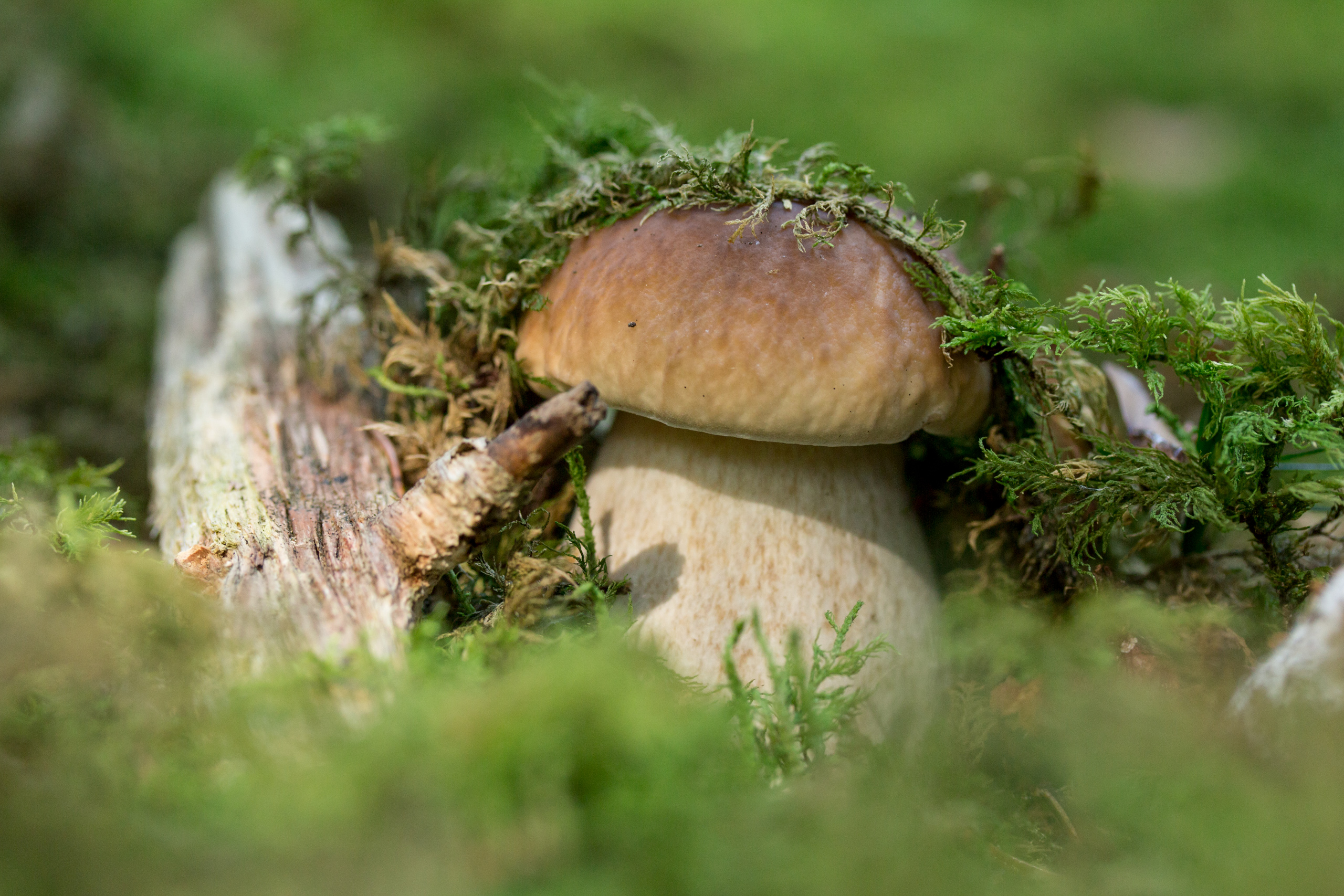 белые грибы лесные фото