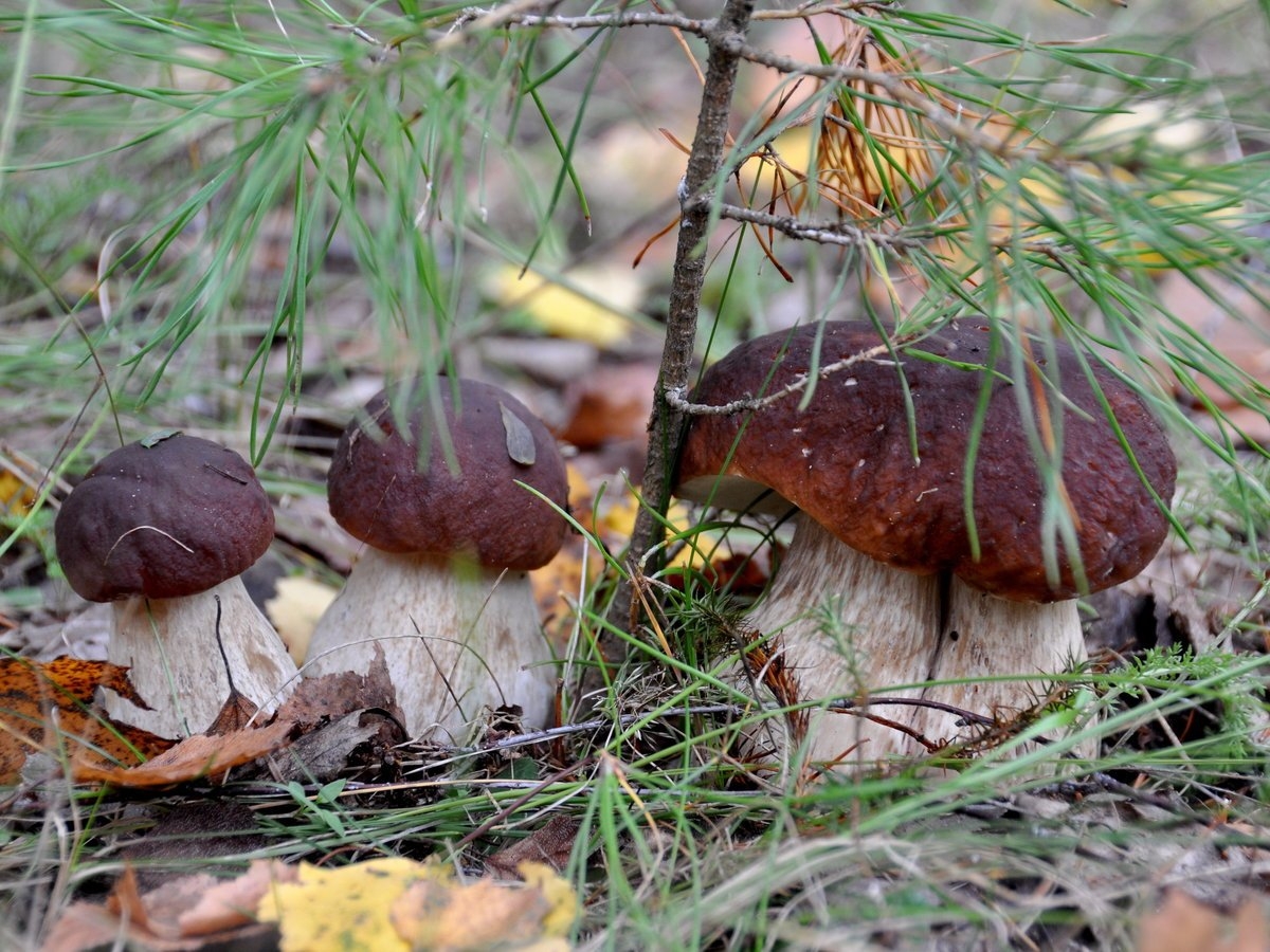 белые грибы фото в лесу осенью