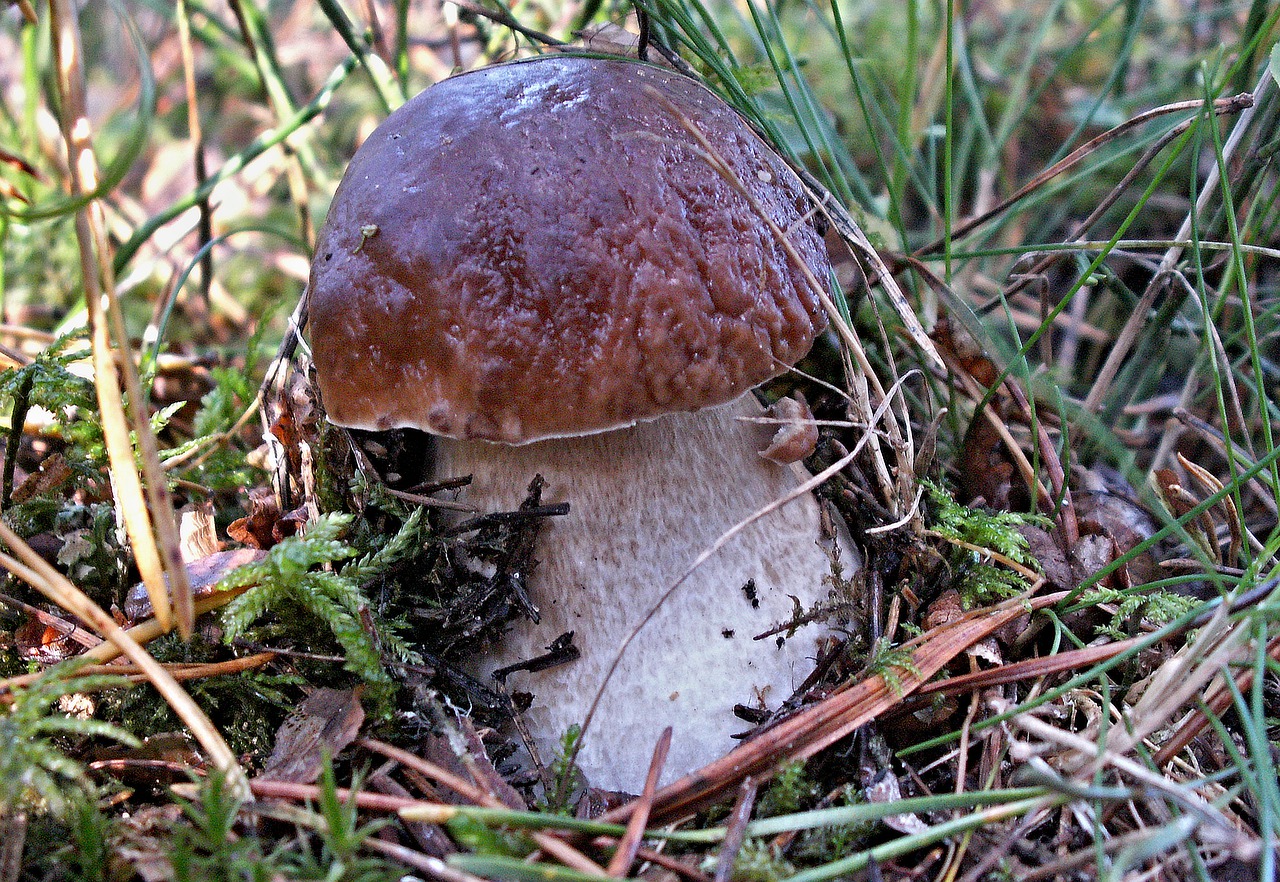 Съедобные грибы белый Боровик