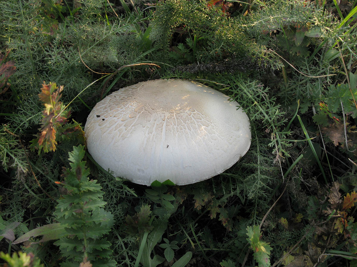 горные грибы крыма фото и название