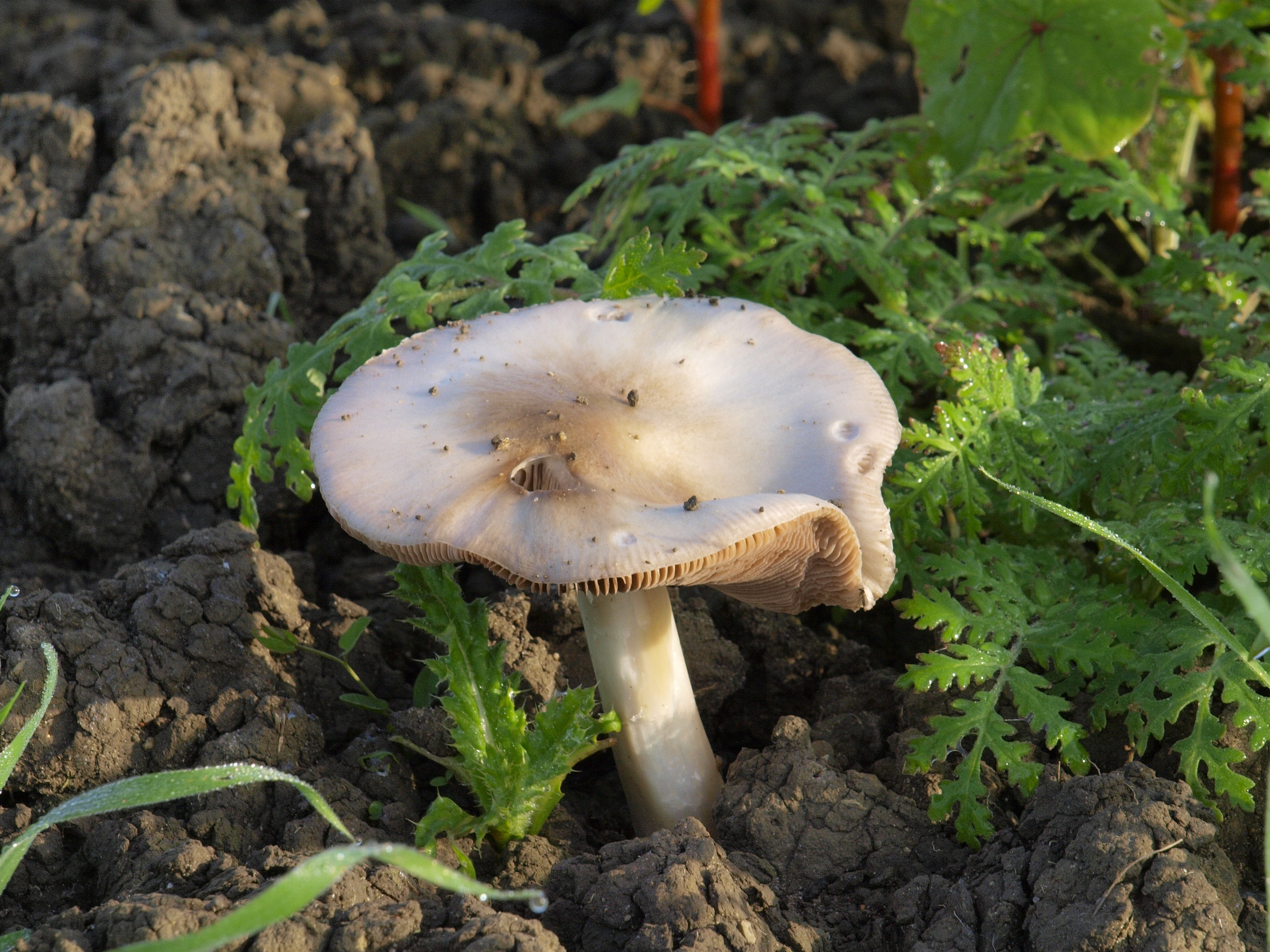Чернопузики грибы