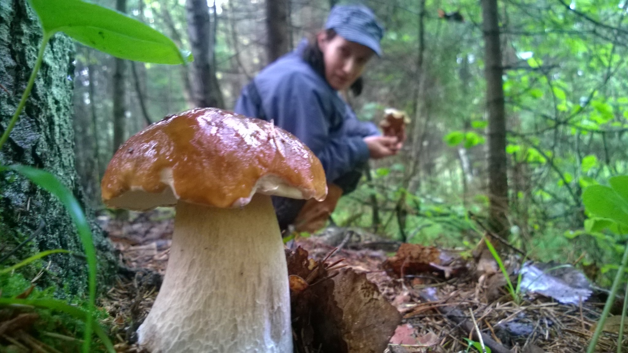Тихая охота сбор грибов