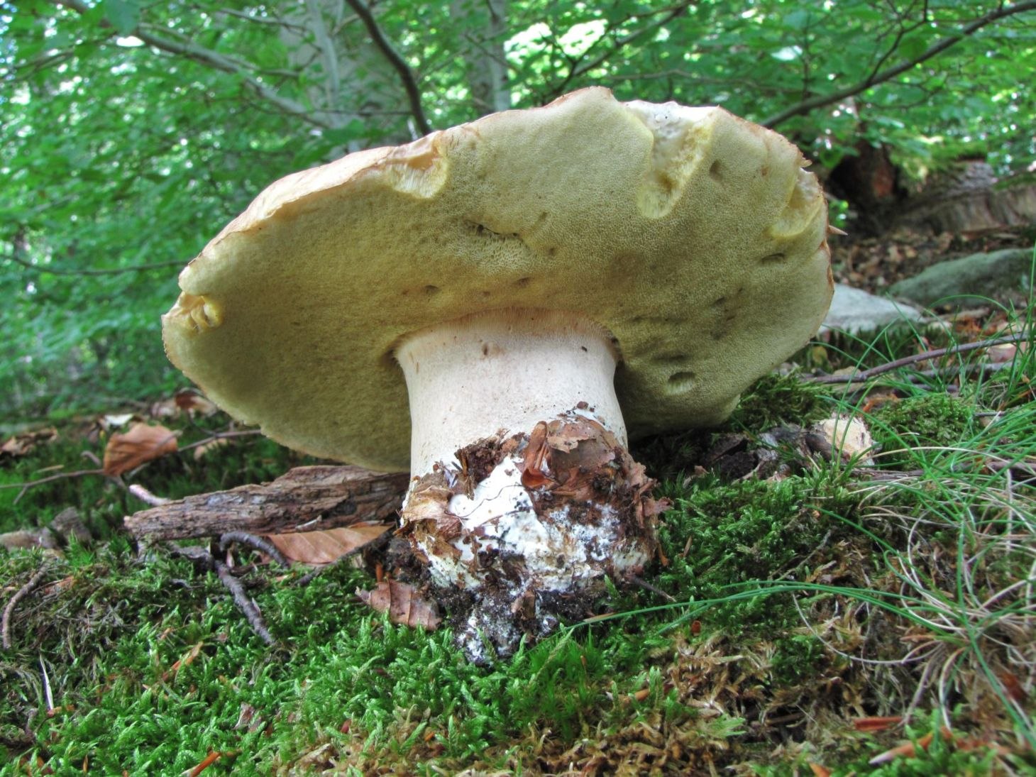 Белый гриб липовый