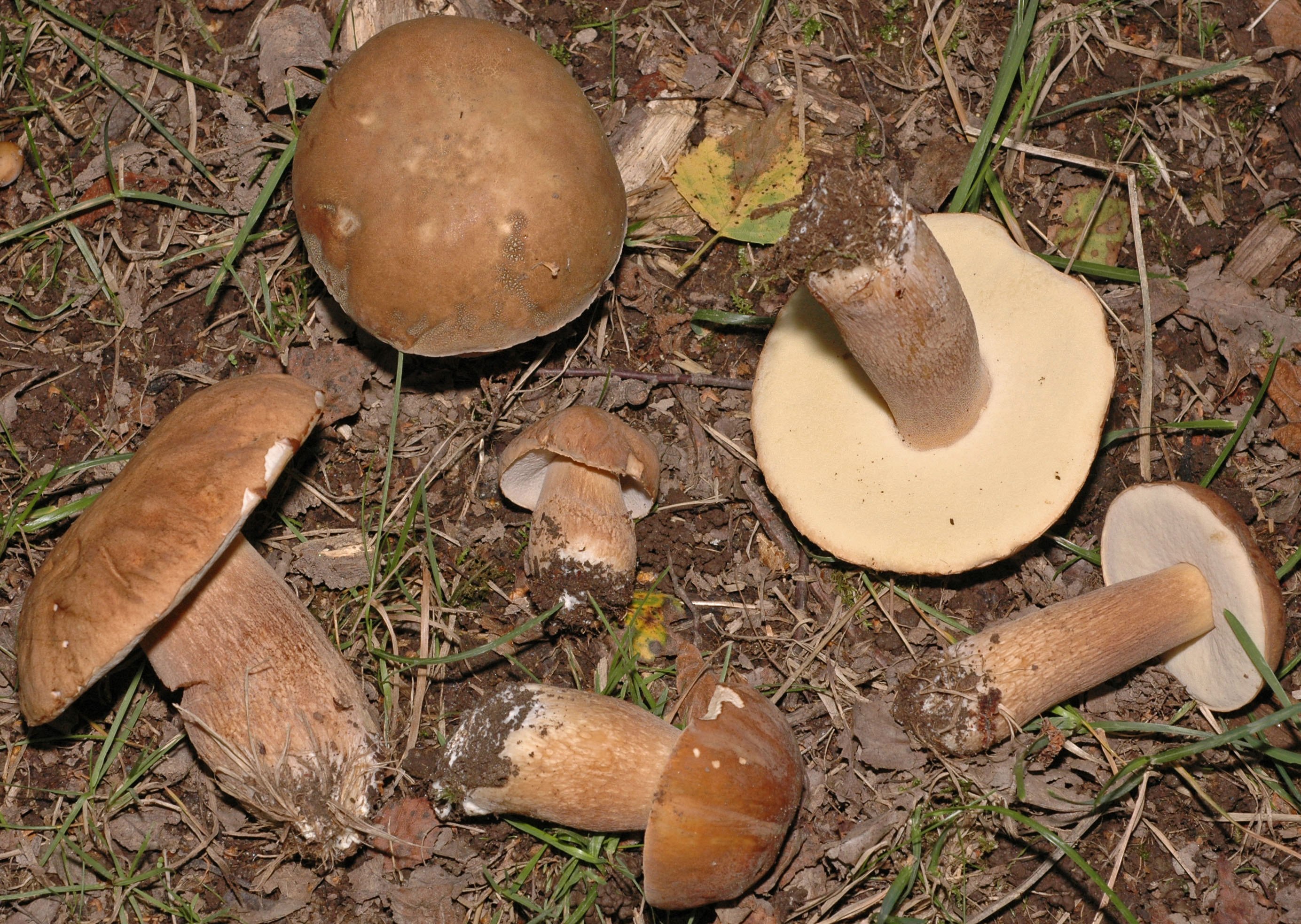 Светло коричневый гриб