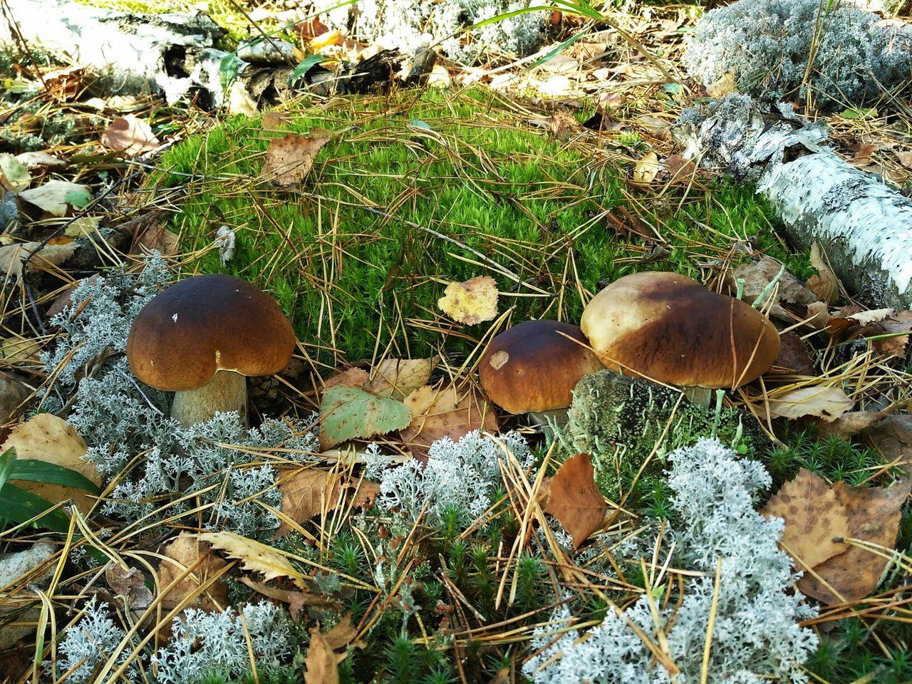 Белые грибы в Нижегородской области