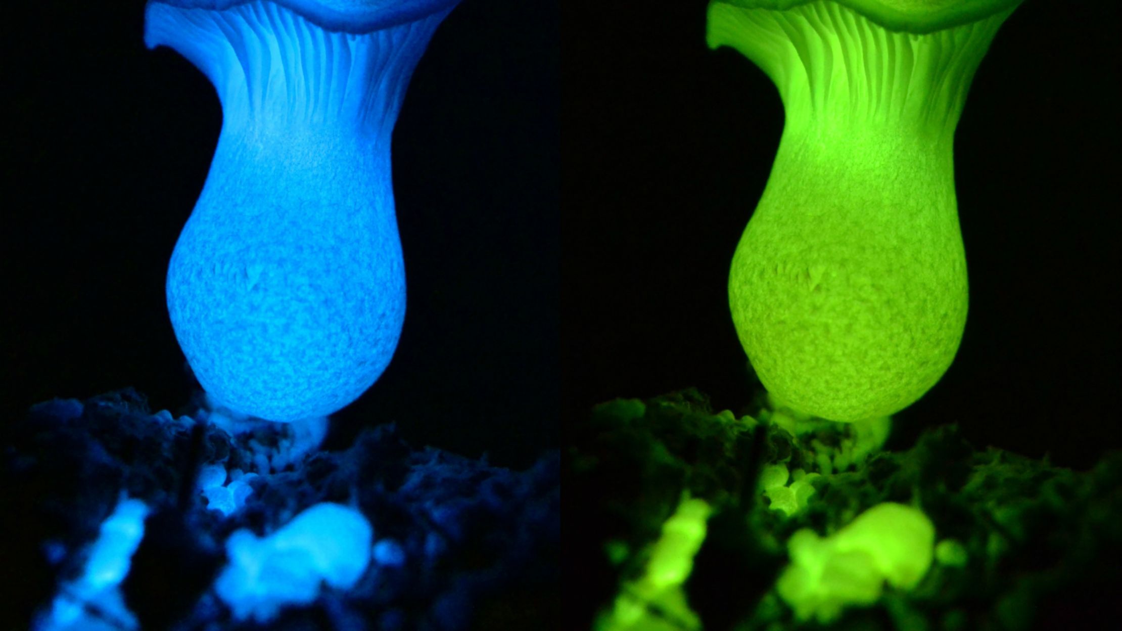 Флюоресценция грибы
