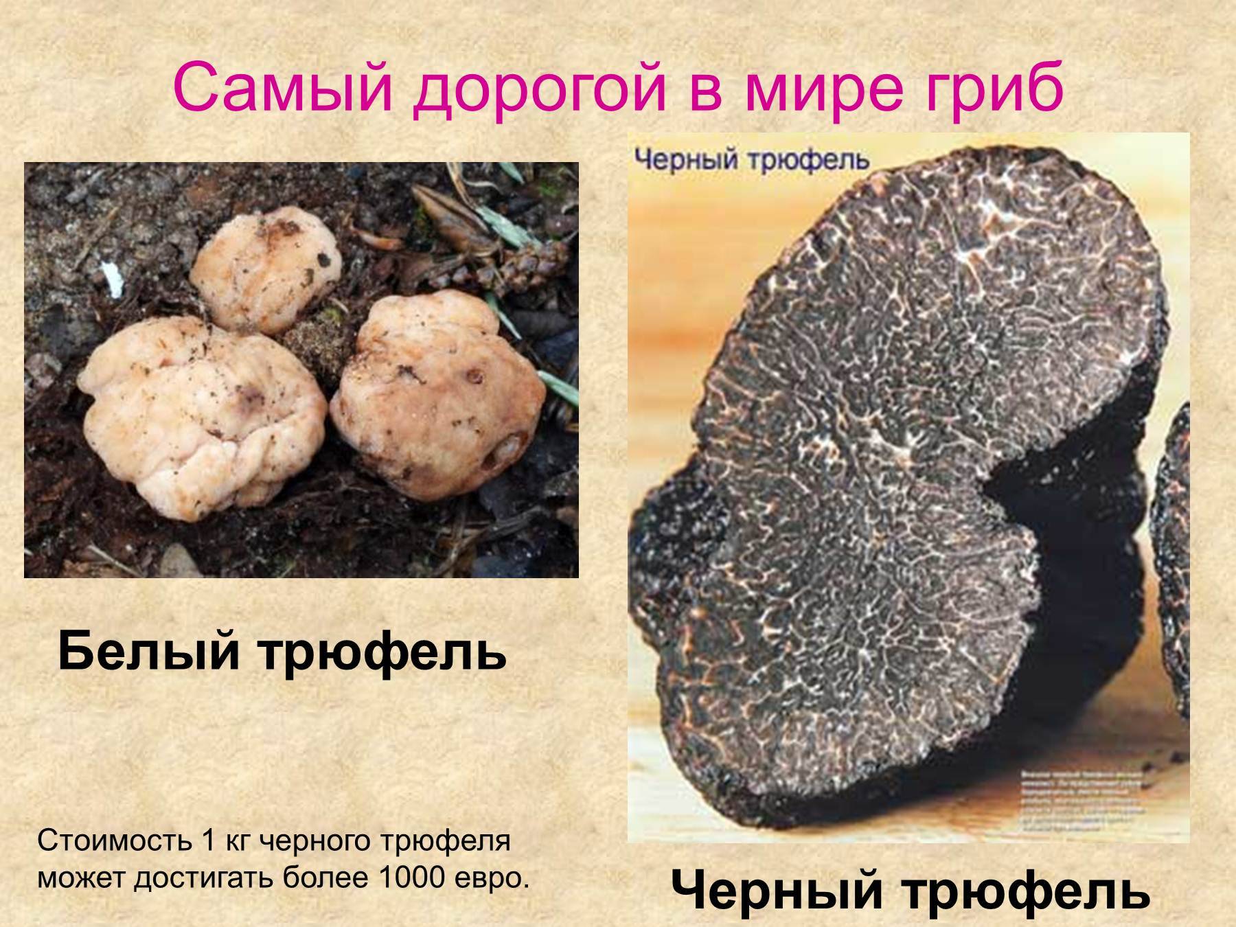 Земляной гриб трюфель (71 фото)