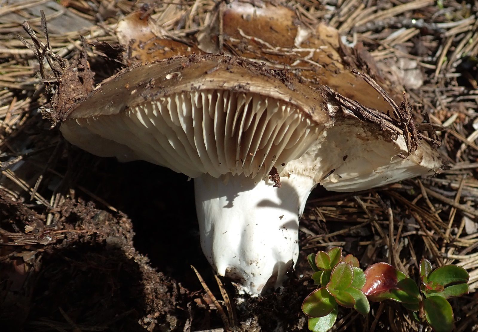 Agaricus impudicus гриб