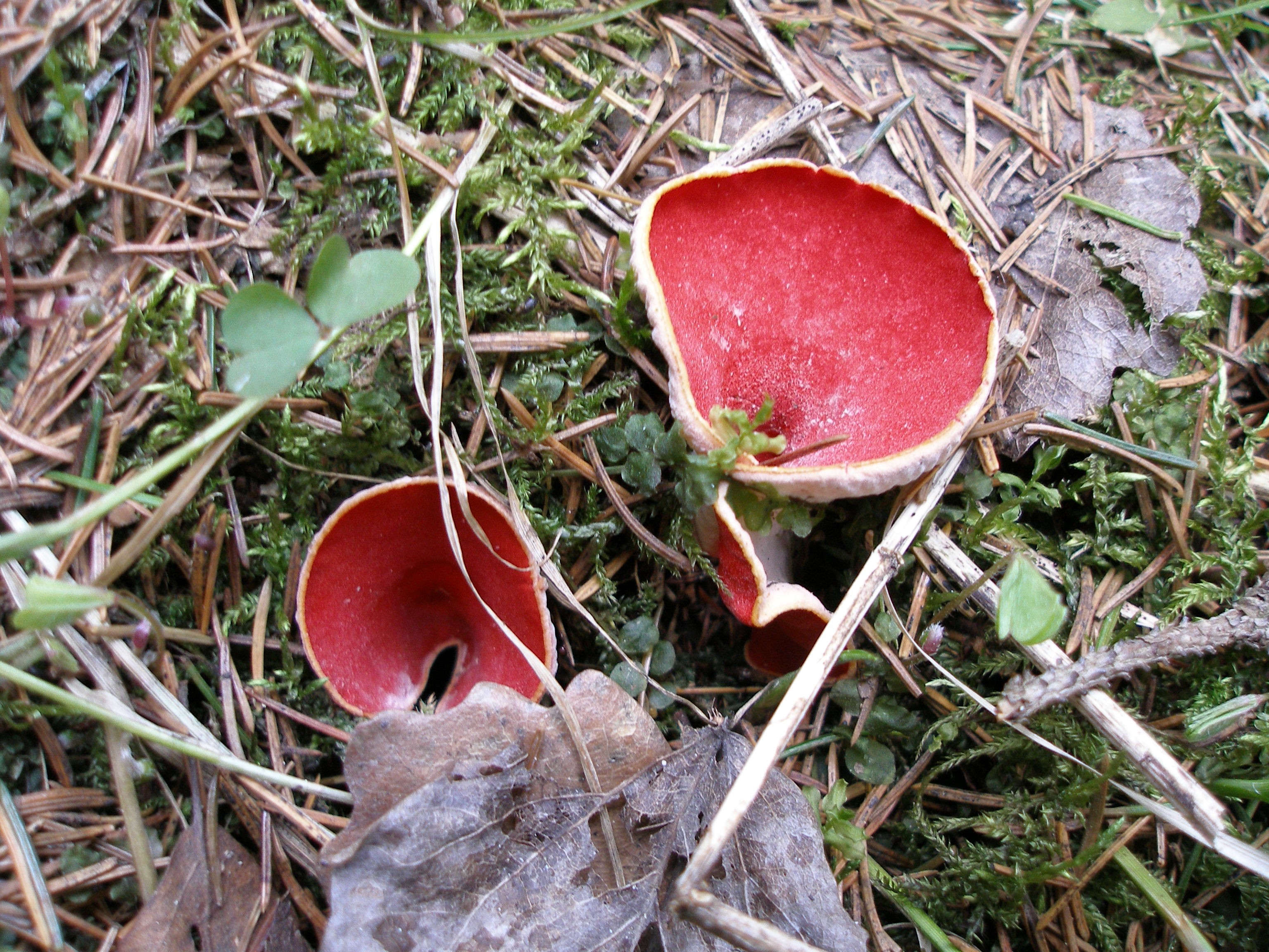 Весенний гриб с красной шляпкой