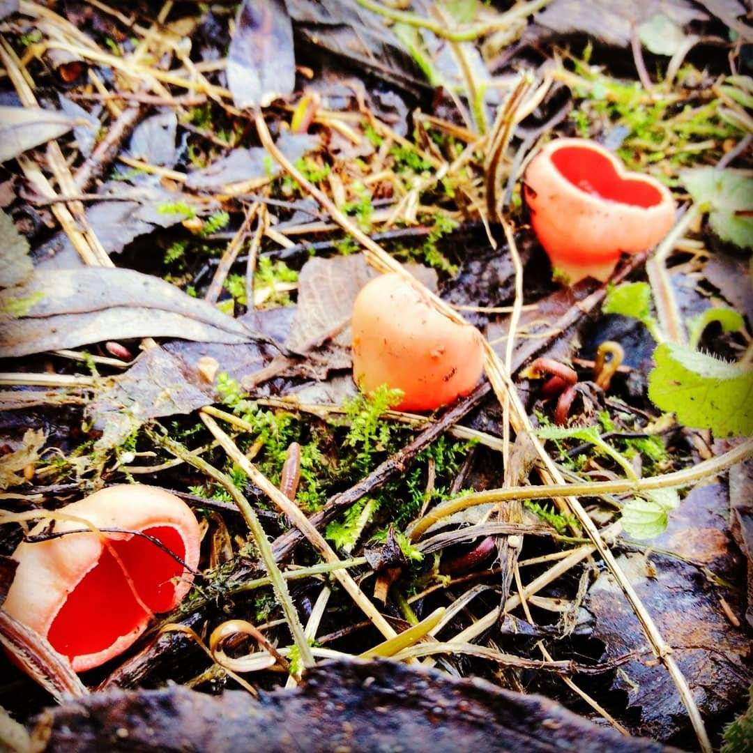 Красный весенний гриб фото и описание