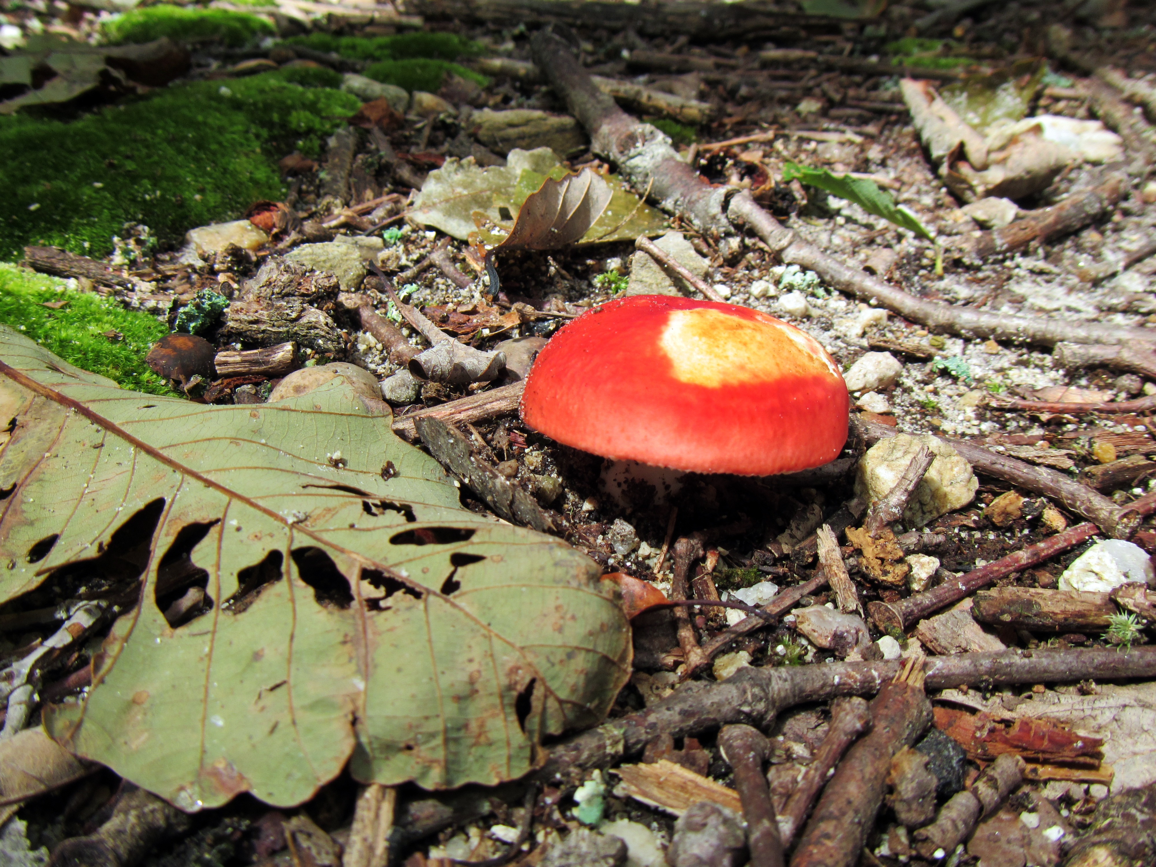 Гриб Red Aspen. Красные грибы на дереве. Гриб с красным низом. Гриб с красной ножкой. Пост красный гриб