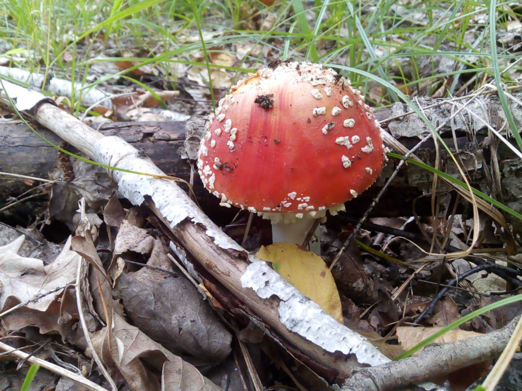 Опасные грибы в лесу