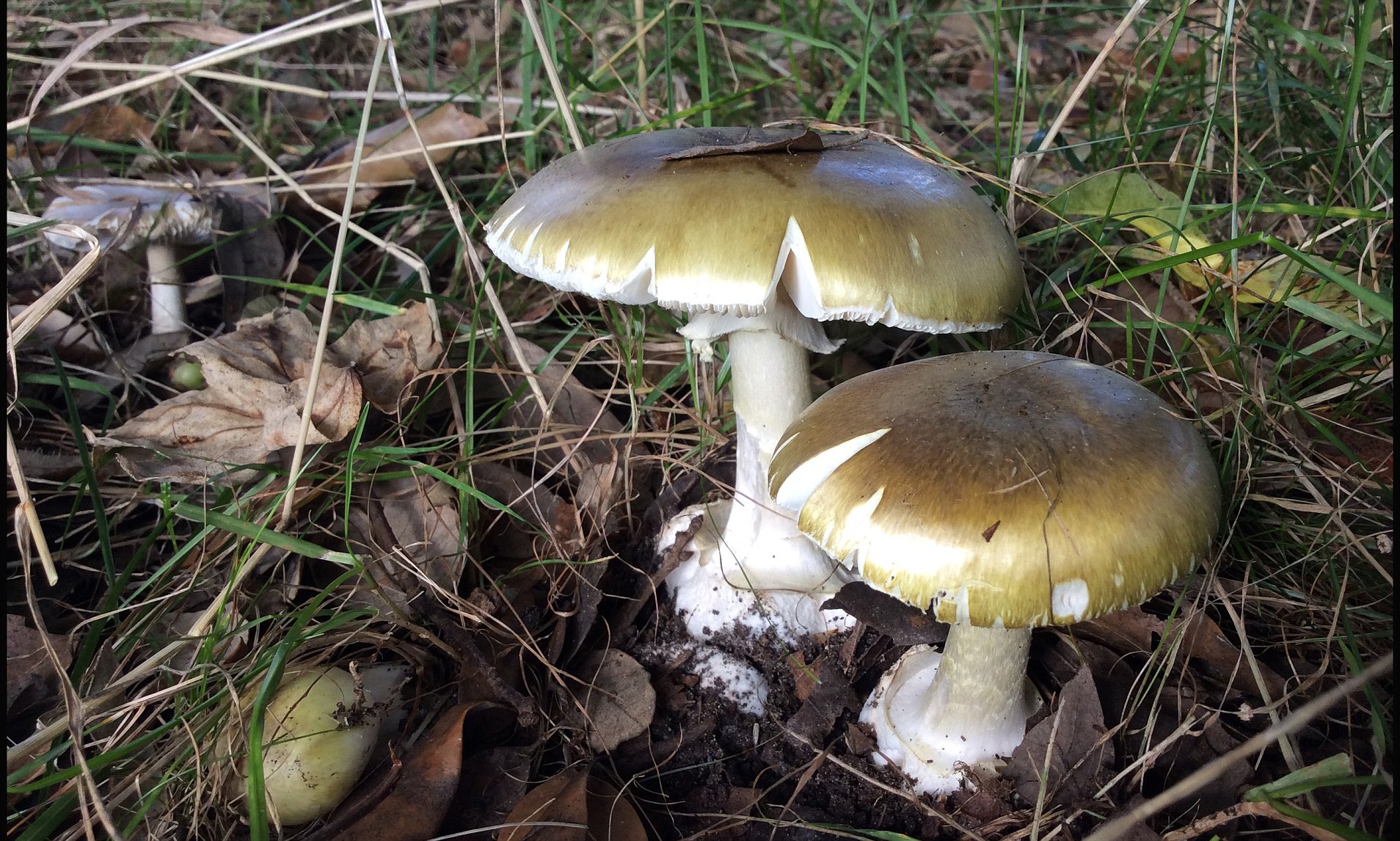 Ядовитые грибы Марий Эл