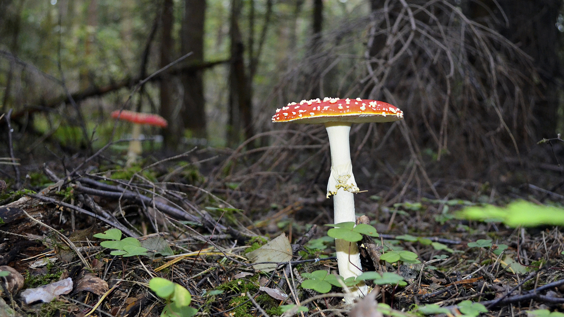 Несъедобные грибы Мурманской области