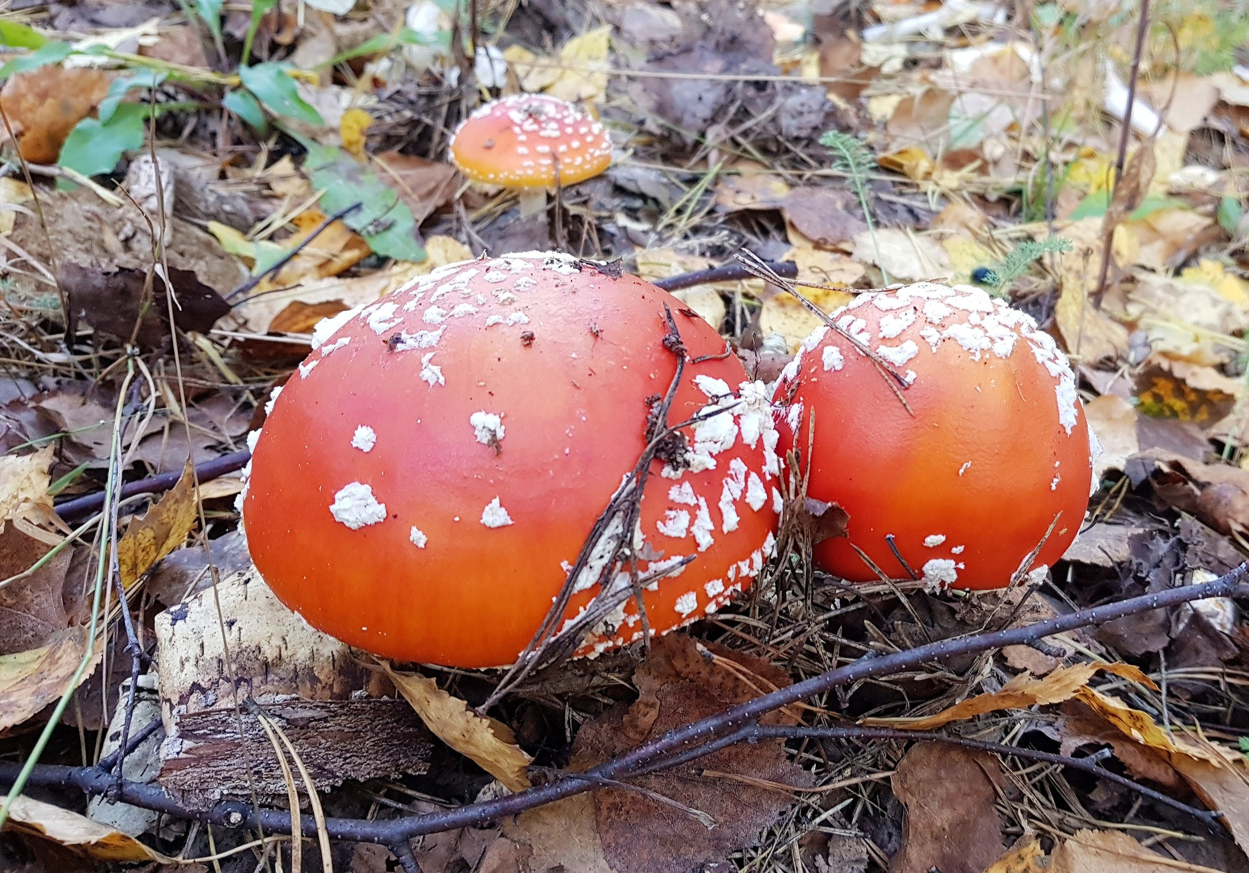 Ядовитые грибы Нижегородской области