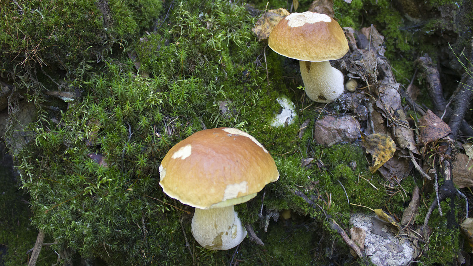 Белые грибы на Тенерифе