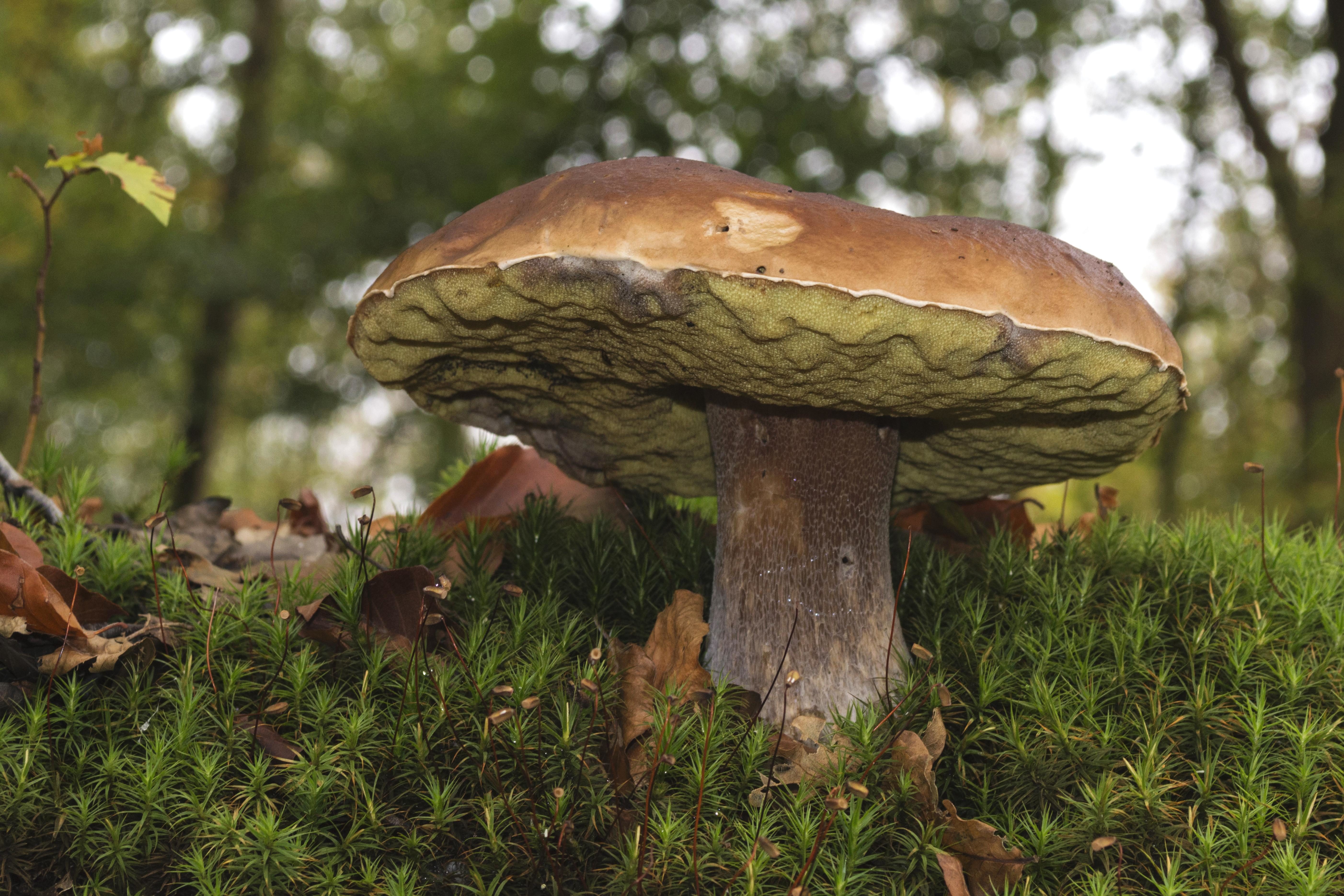 Природа фактуры грибы