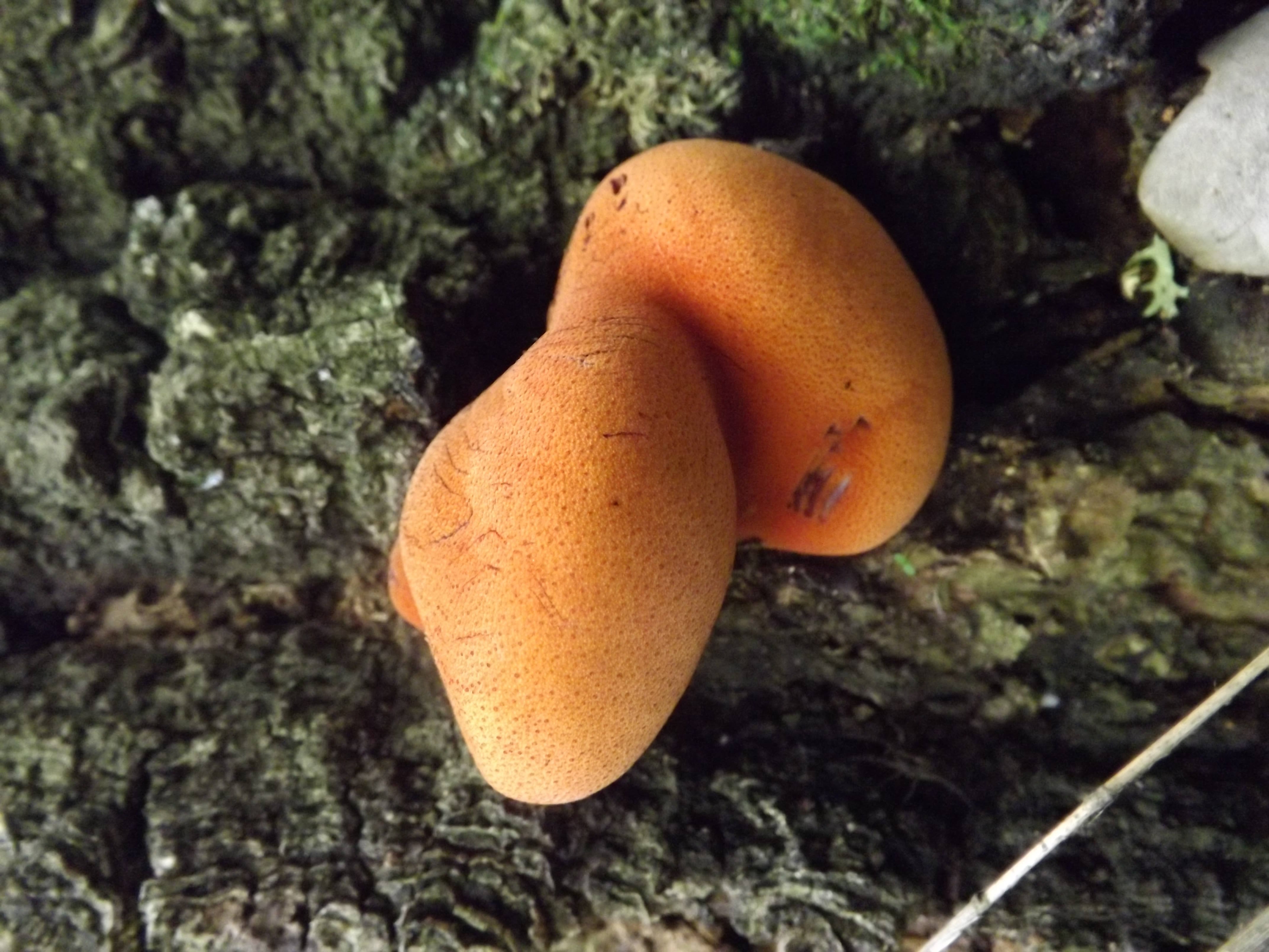Плодовые грибы