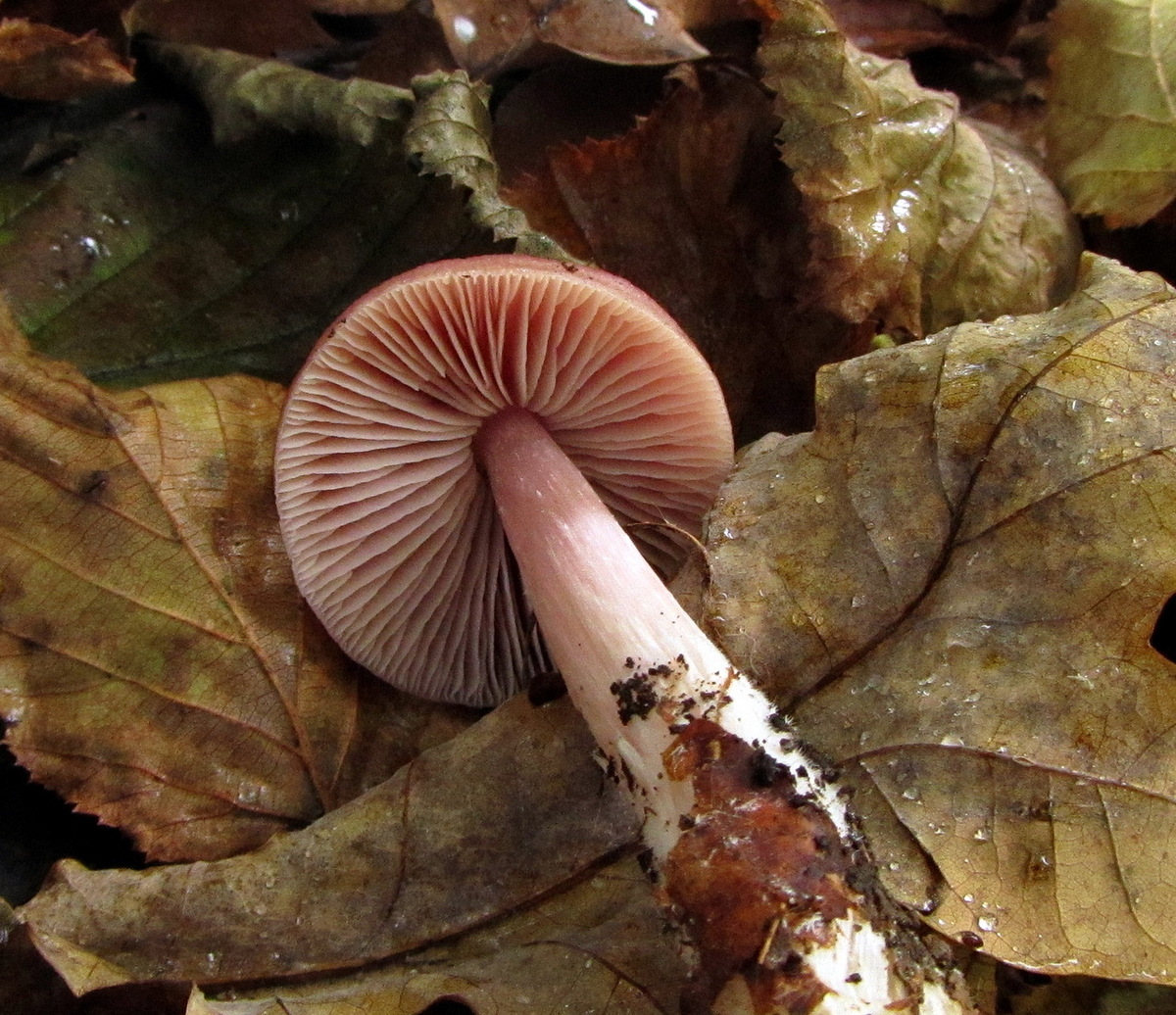 Осенние пластинчатые грибы