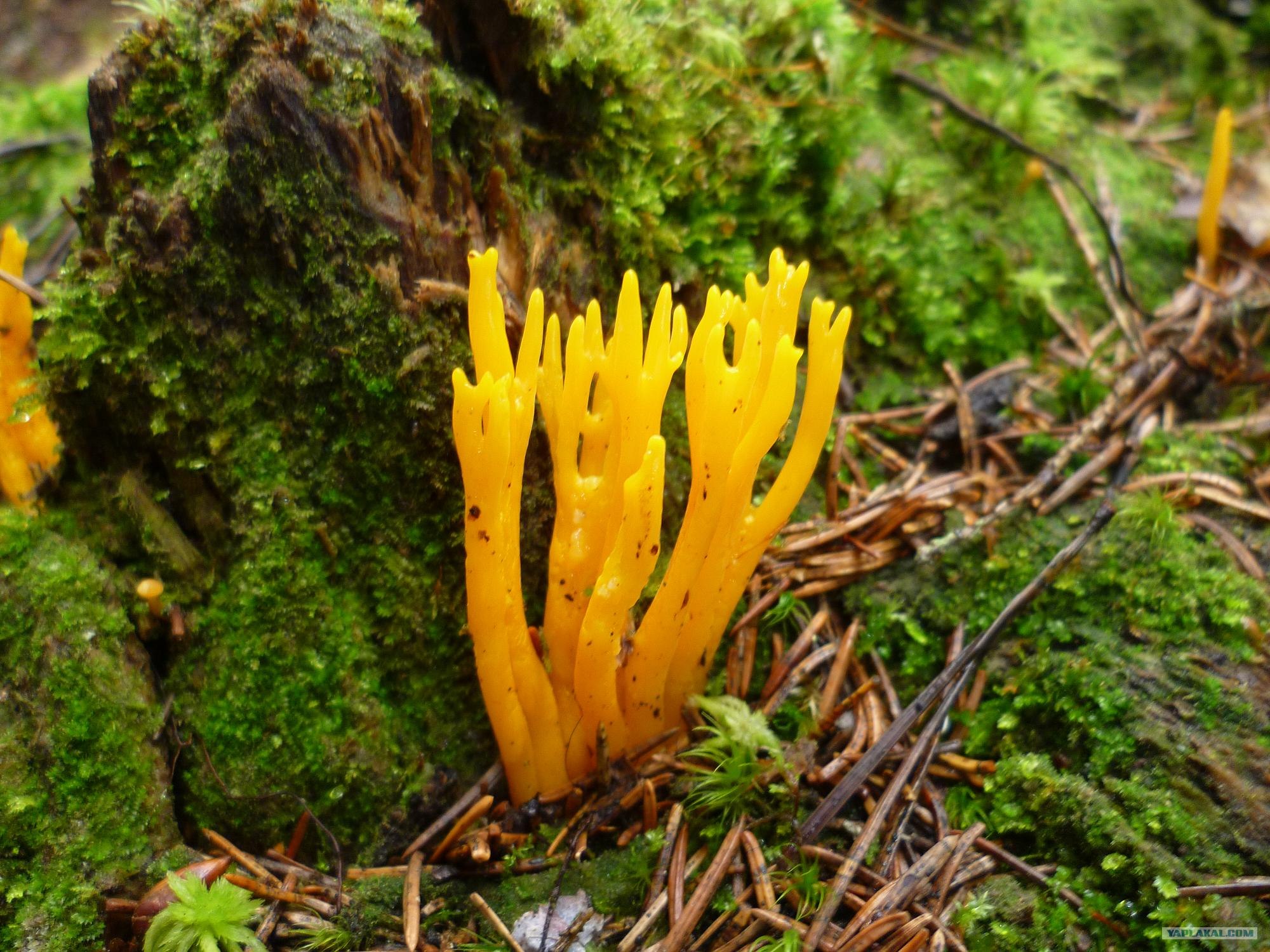 Рогатик желтый гриб
