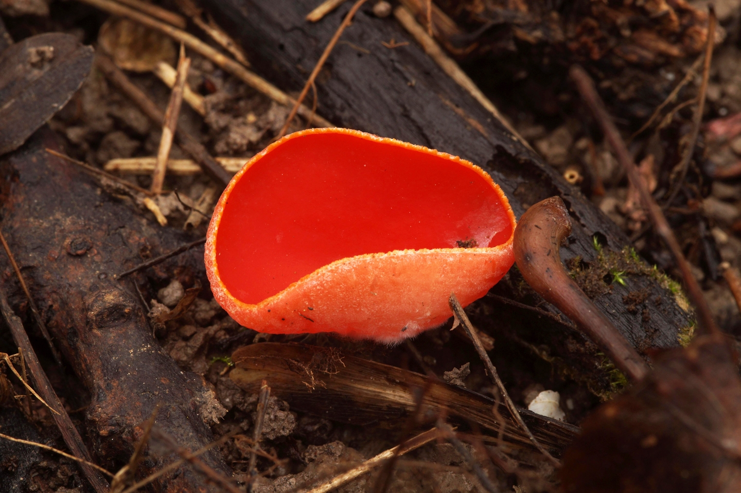 Красные грибы весной