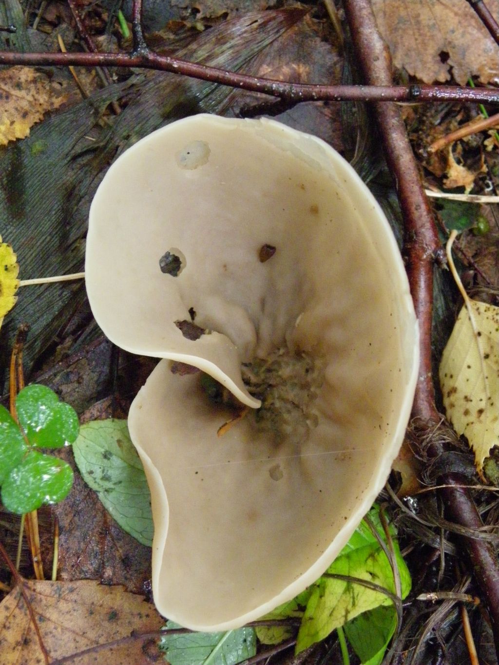 медвежьи ушки грибы фото
