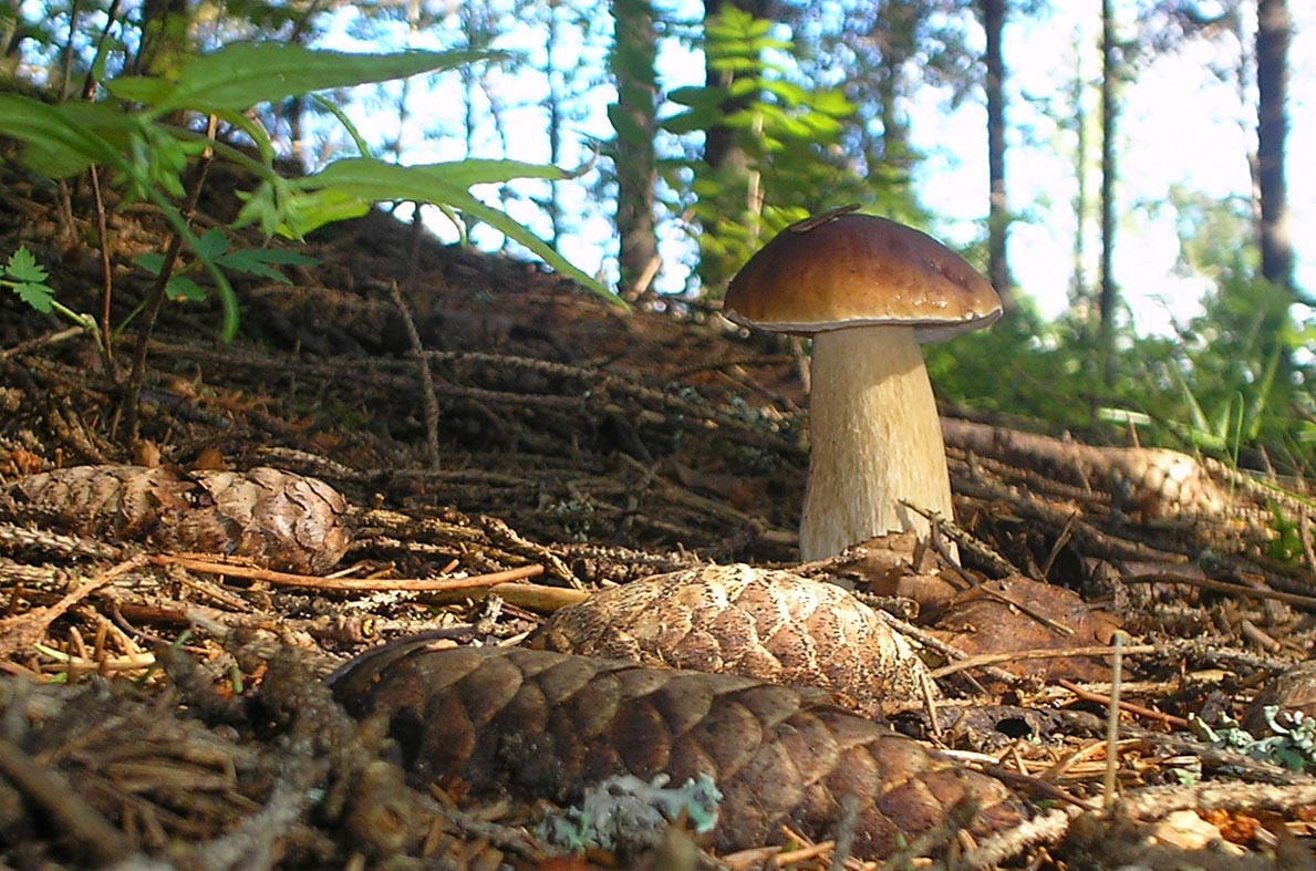 Боровик гриб и белый гриб отличие