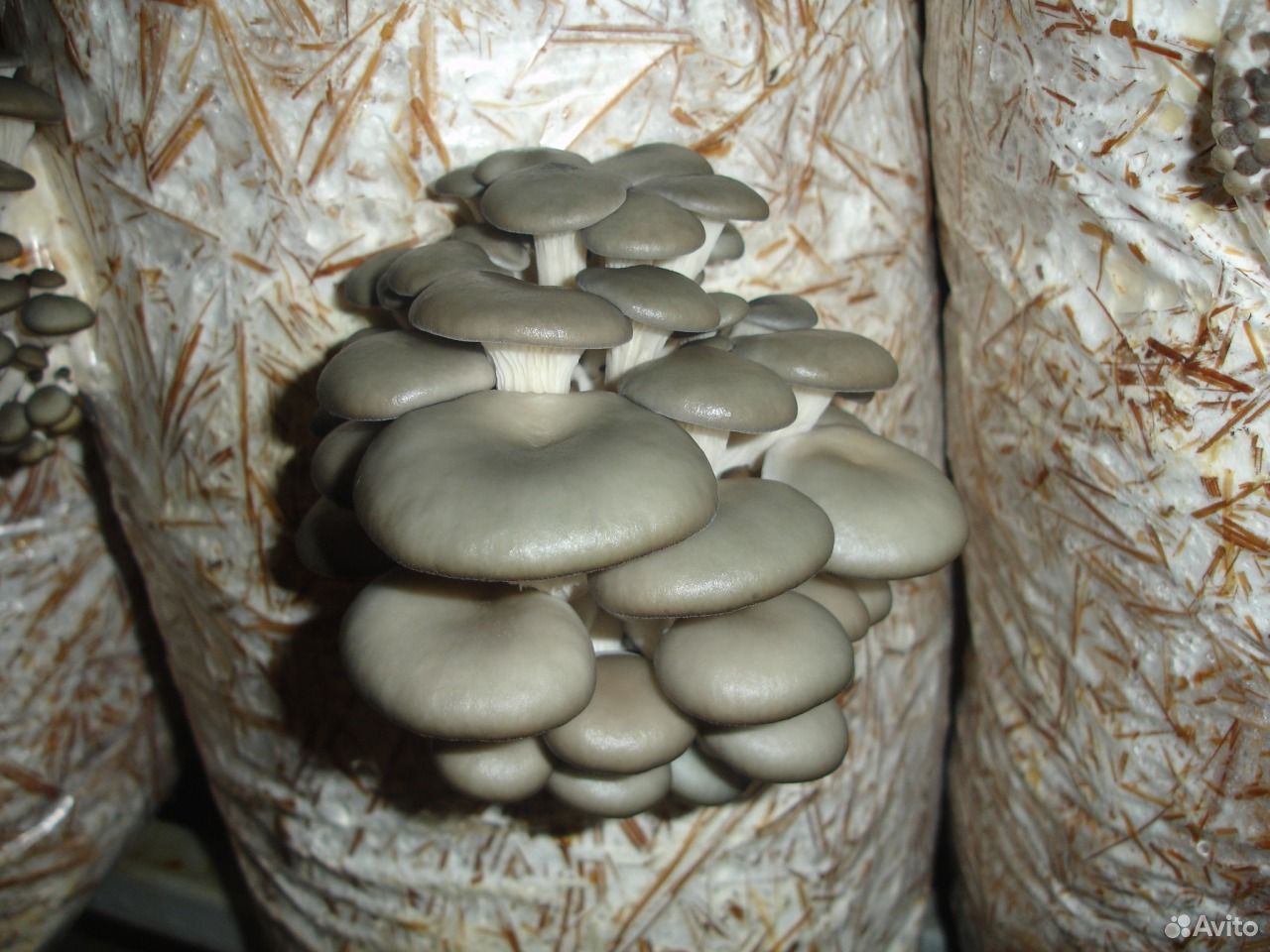 Мицелий грибов вешенка