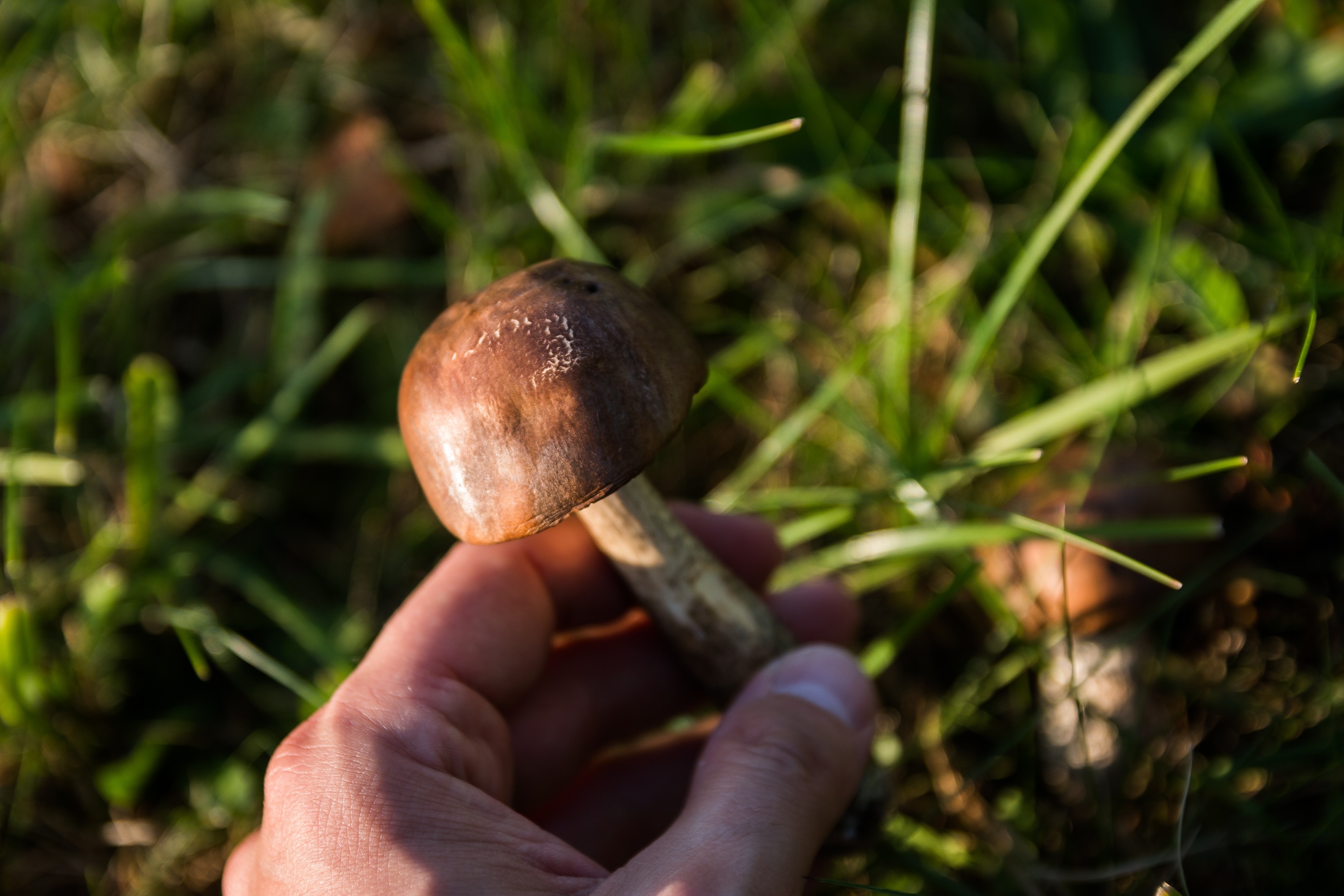 Pick mushrooms. Лечебные грибы. Улитка на грибе. Белый гриб с улиткой.