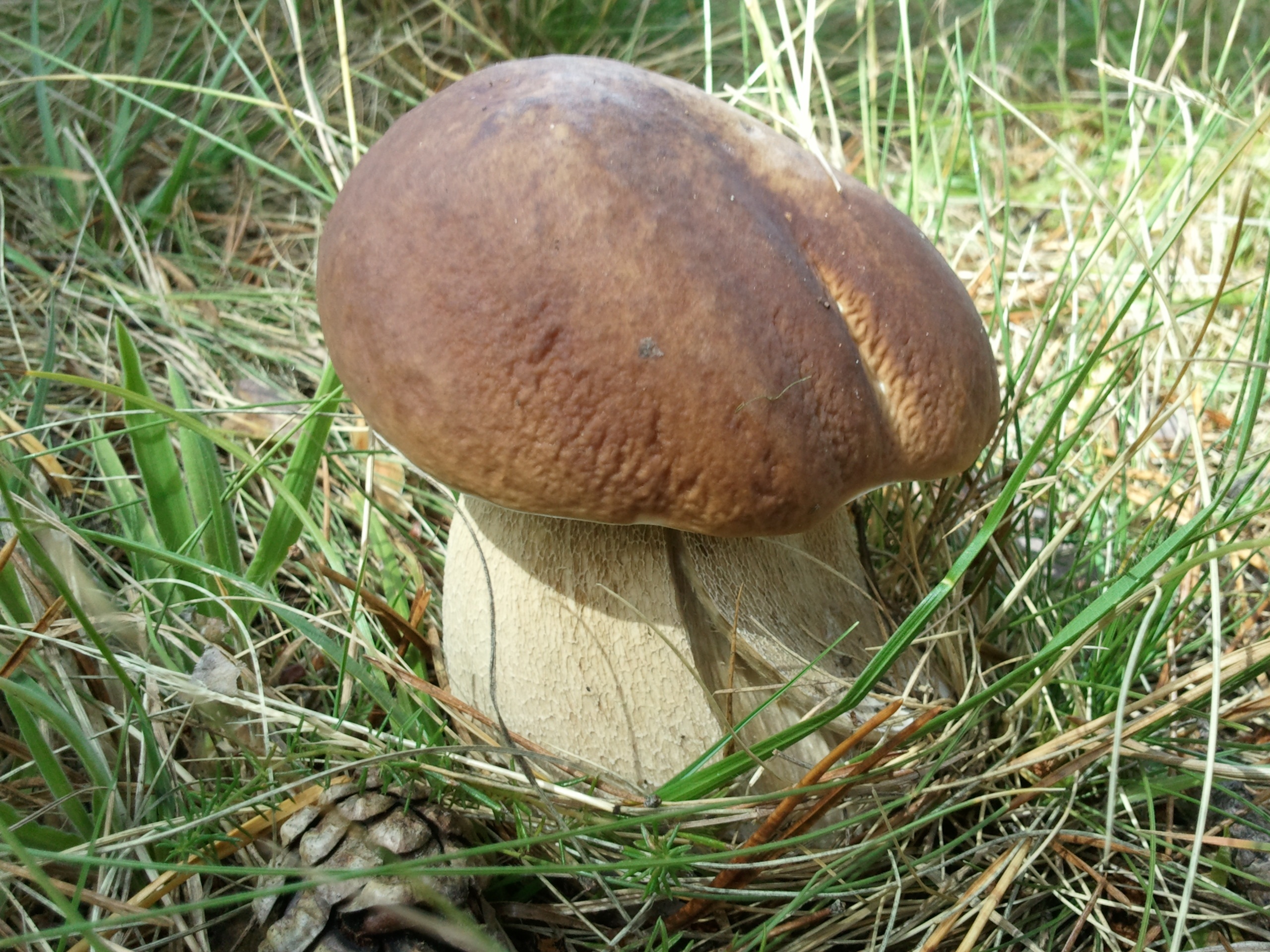 Белые грибы в Сибири
