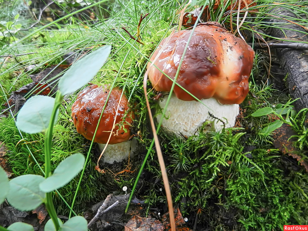 Лесные грибы Урала